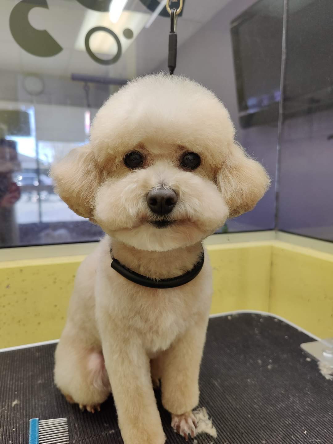 My Dog House Grooming Richmond