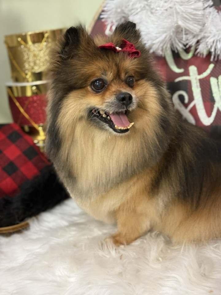 Christine's Grooming Studio Richmond