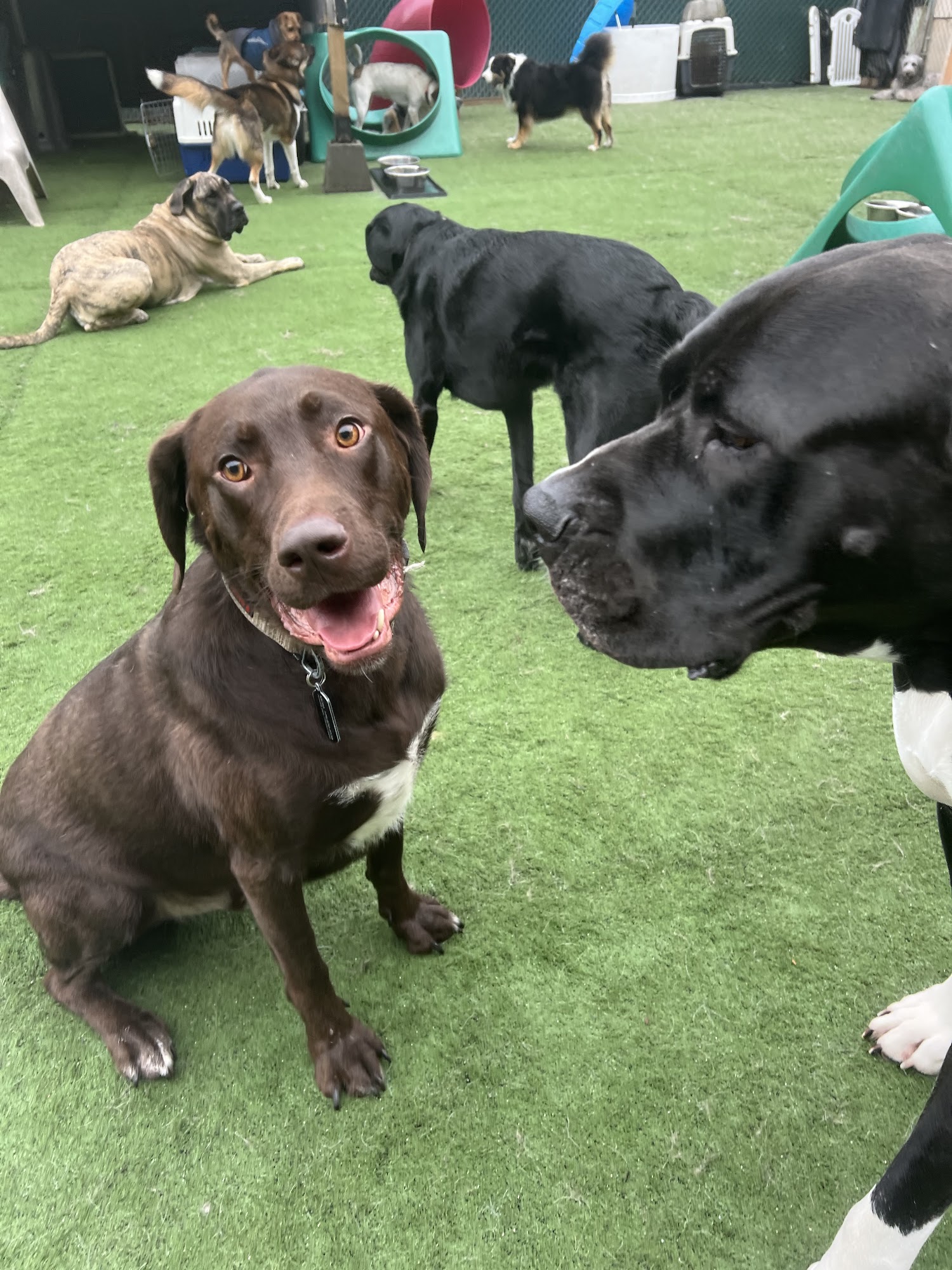 Playful Pups Doggy Daycare Richmond