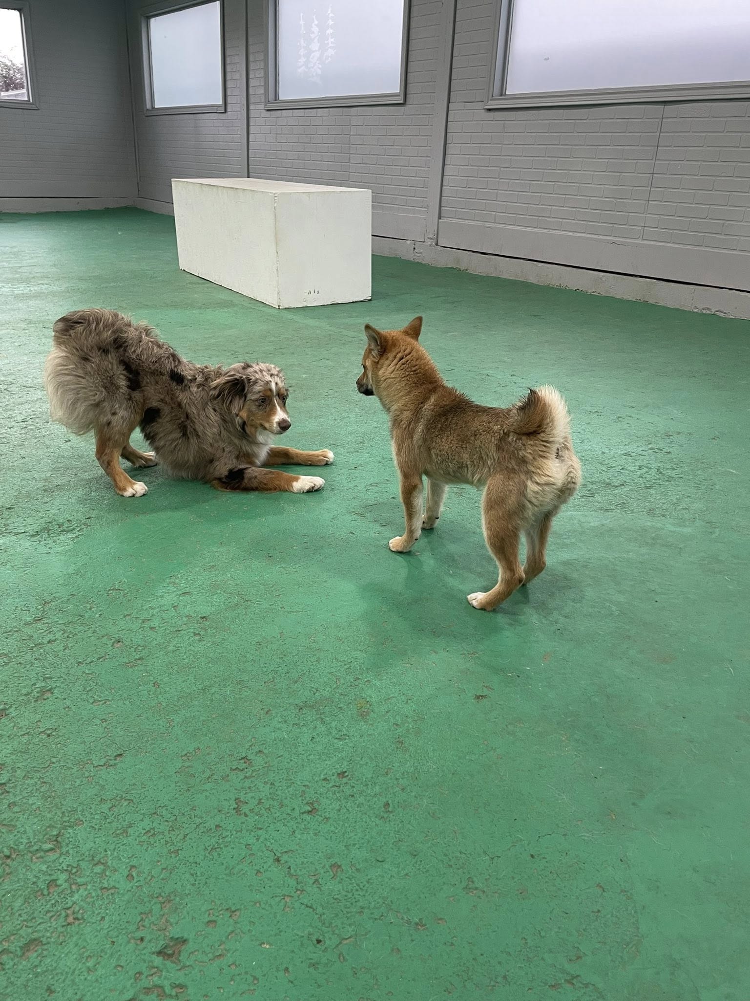 Rondivills Boarding Kennels Richmond