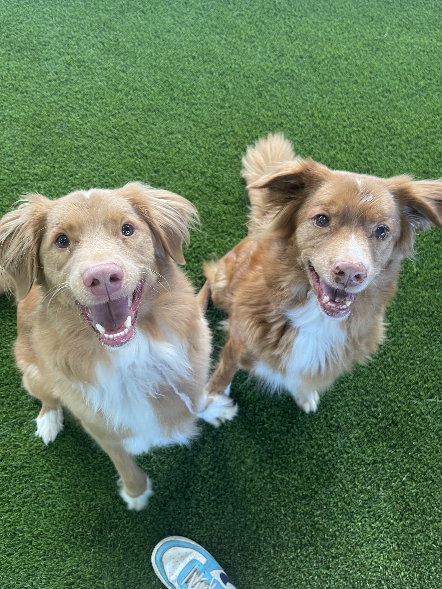 Rondivills Boarding Kennels Richmond