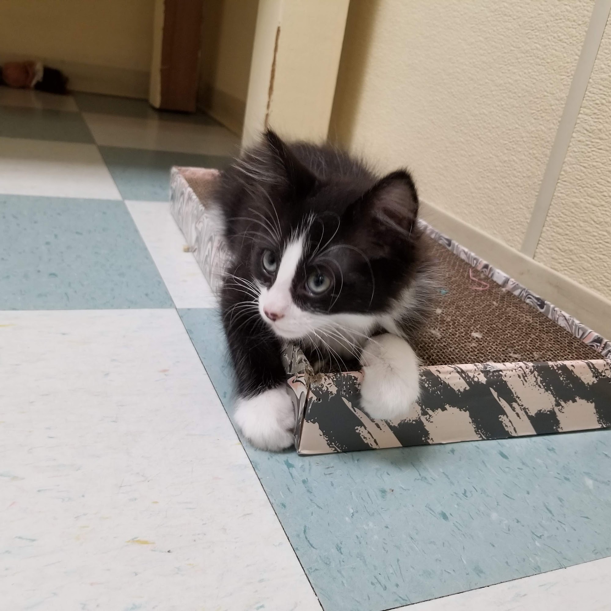 BC SPCA Richmond Richmond