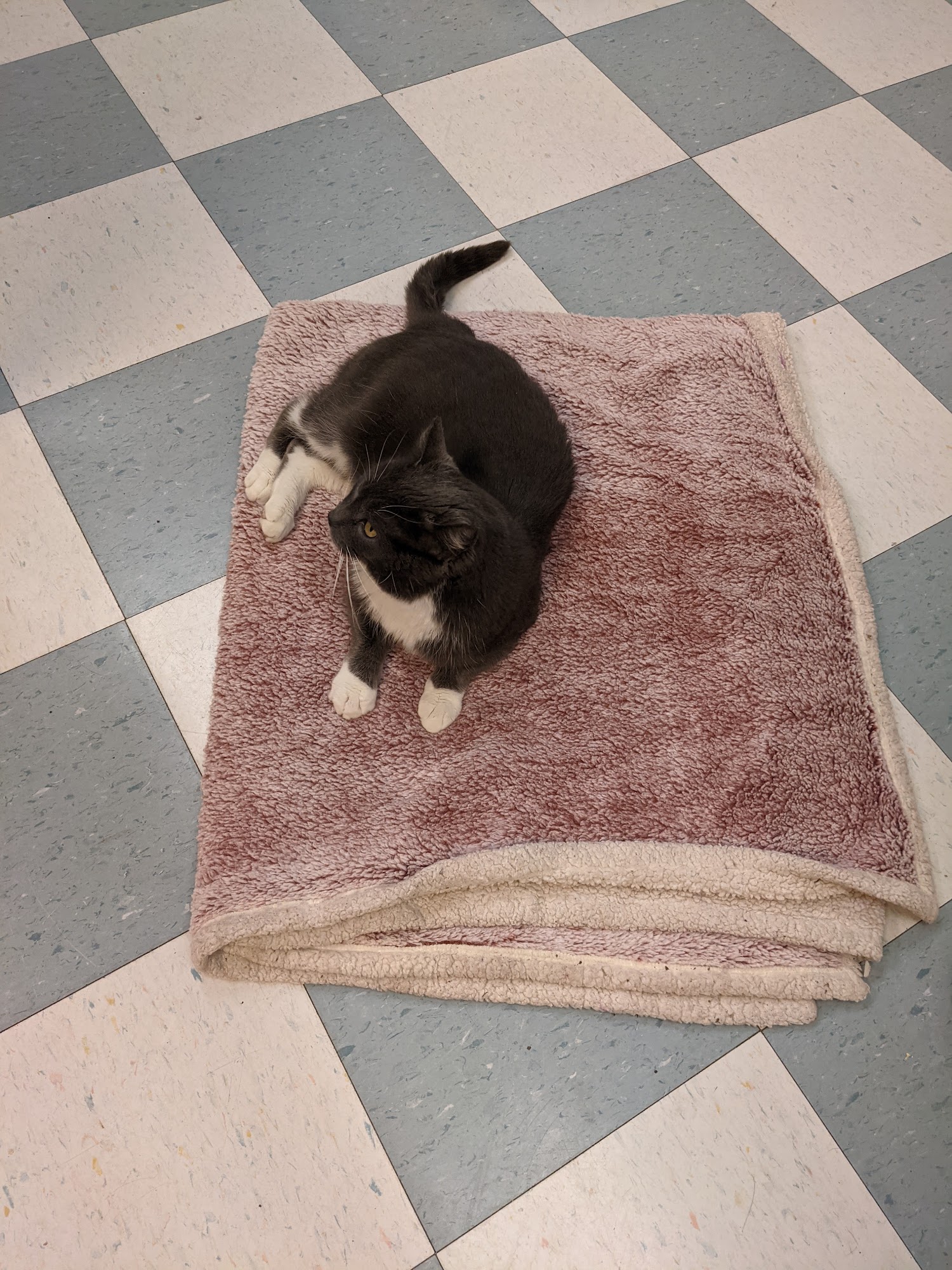 BC SPCA Richmond Richmond