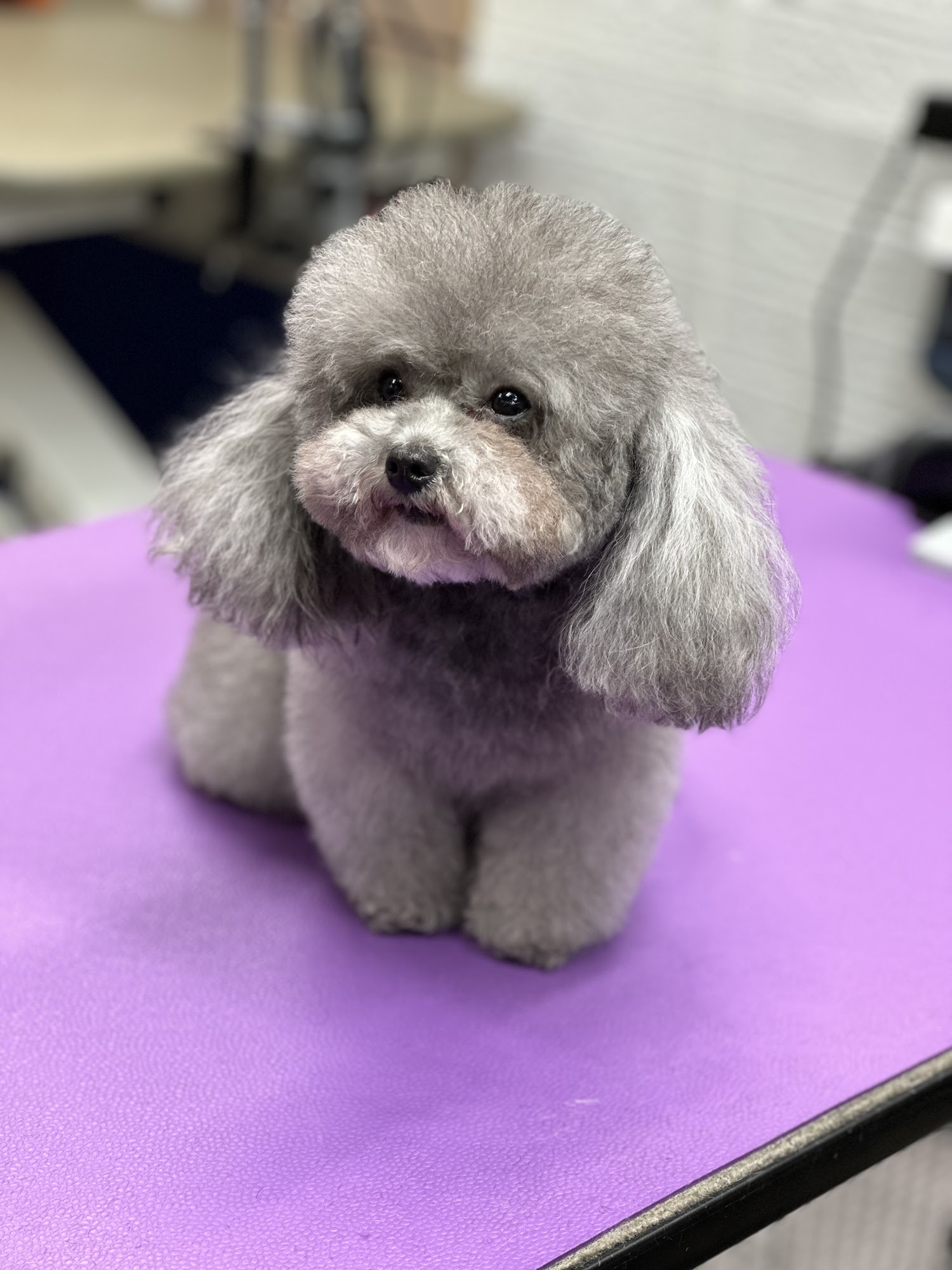 Apets Pet Products & Services Richmond