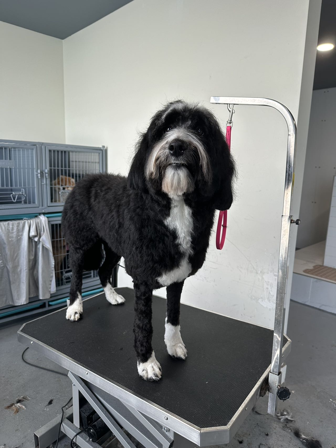 One de Fur Pets | Spa and Boutique Richmond