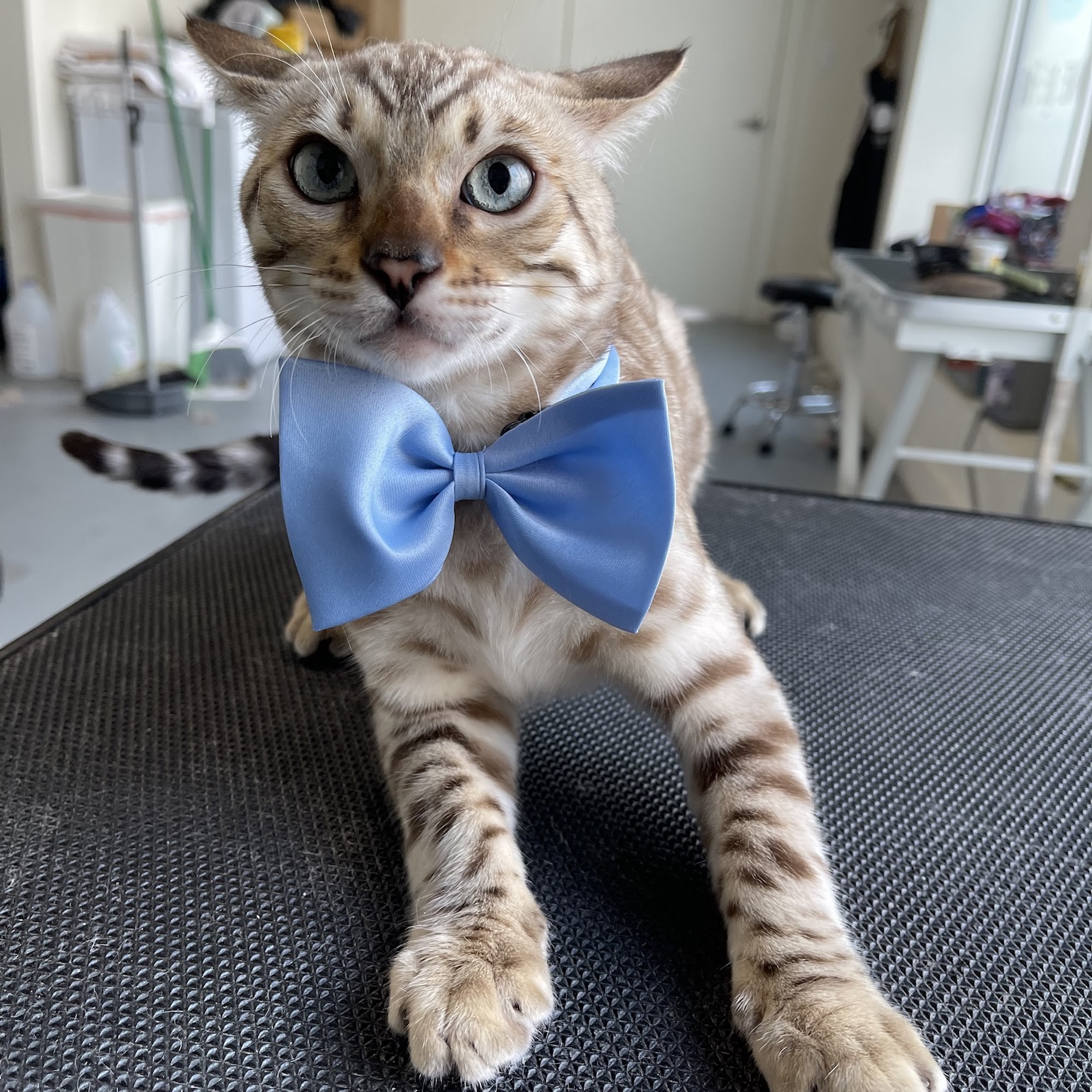 One de Fur Pets | Spa and Boutique Richmond