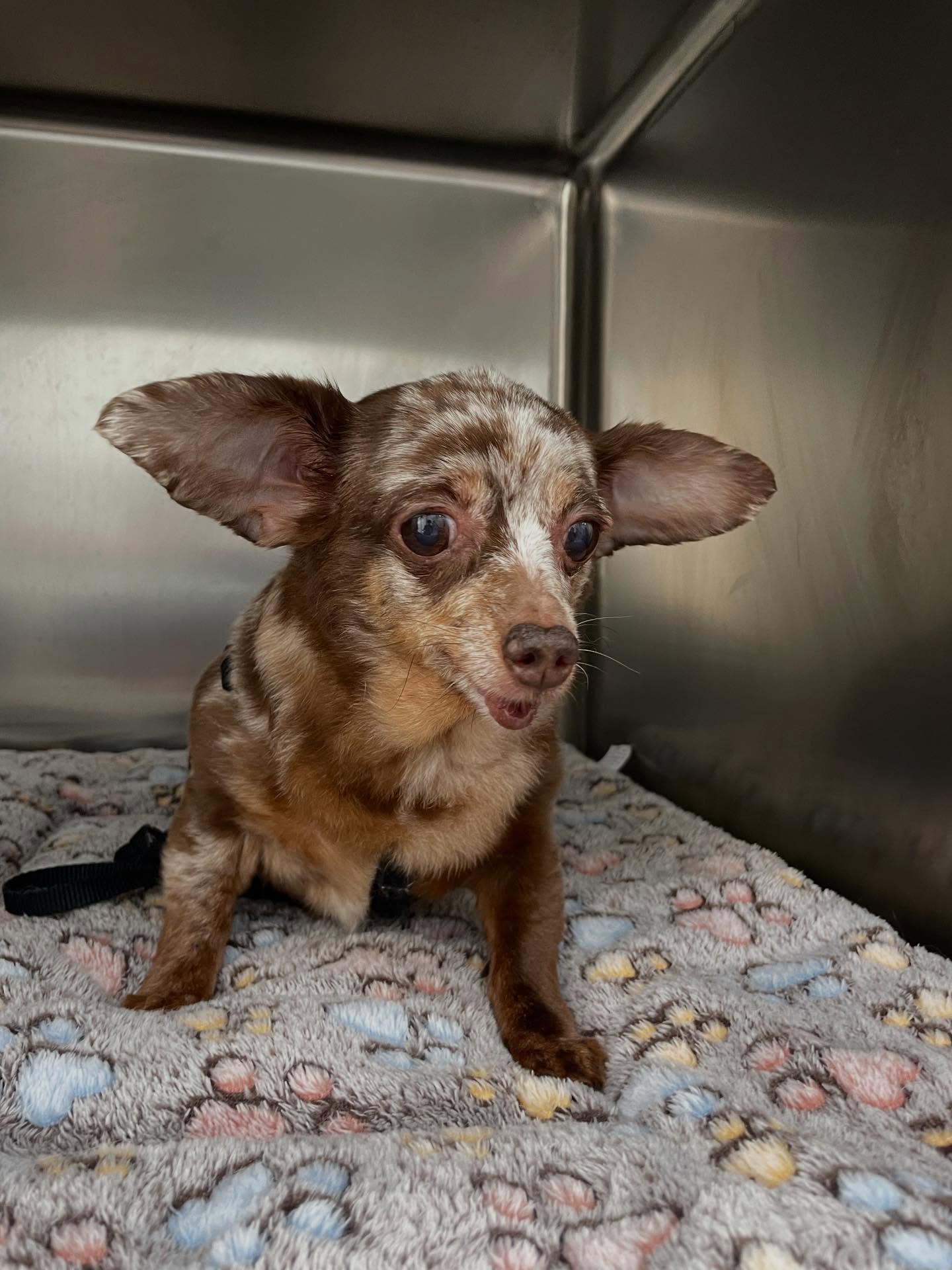 Sweet Paws Dog Grooming Services Richmond