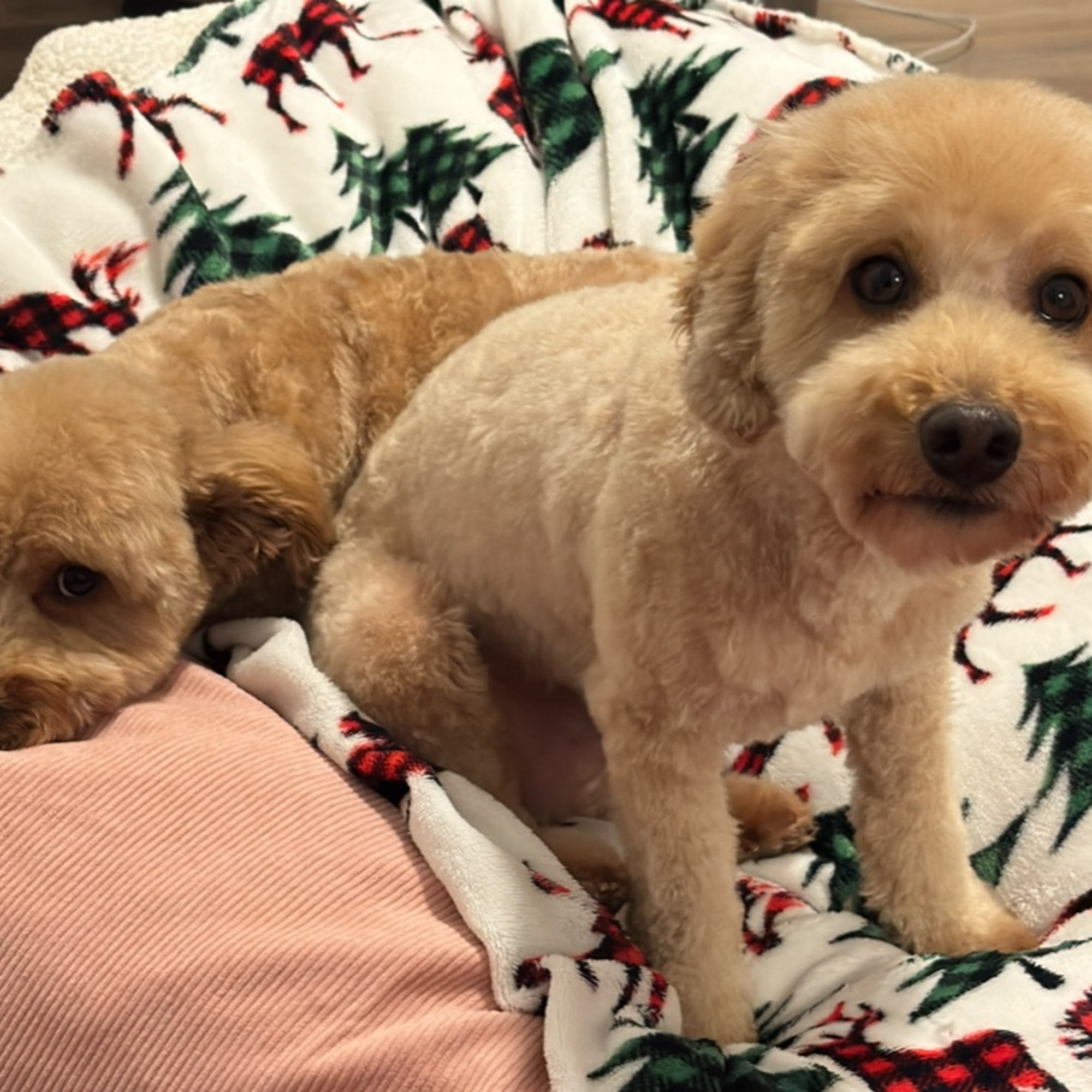 Sweet Paws Dog Grooming Services Richmond