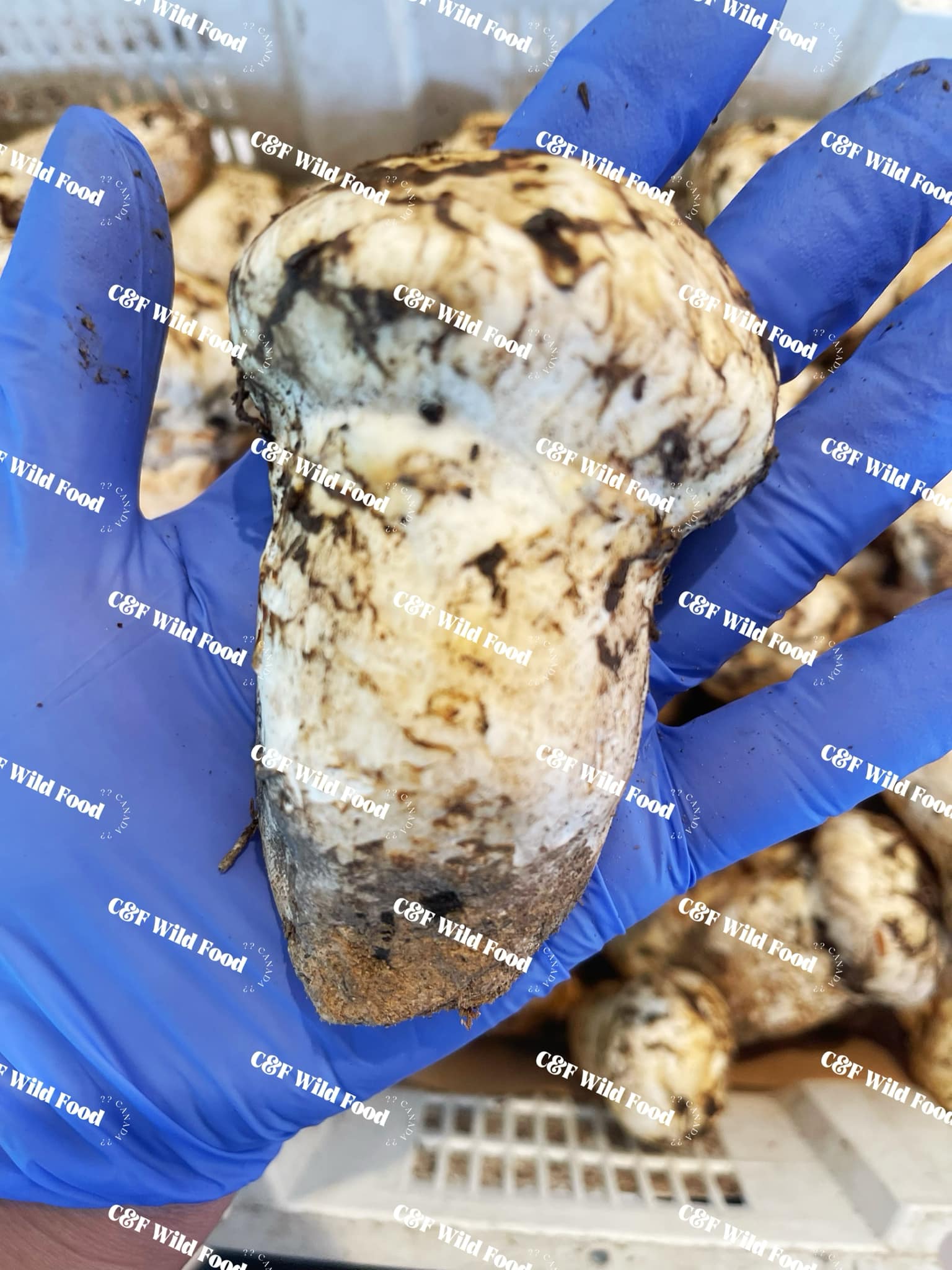 C&F wild food LTD Richmond