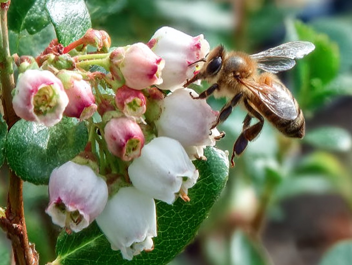 Worker Bee Honey Company Rosedale
