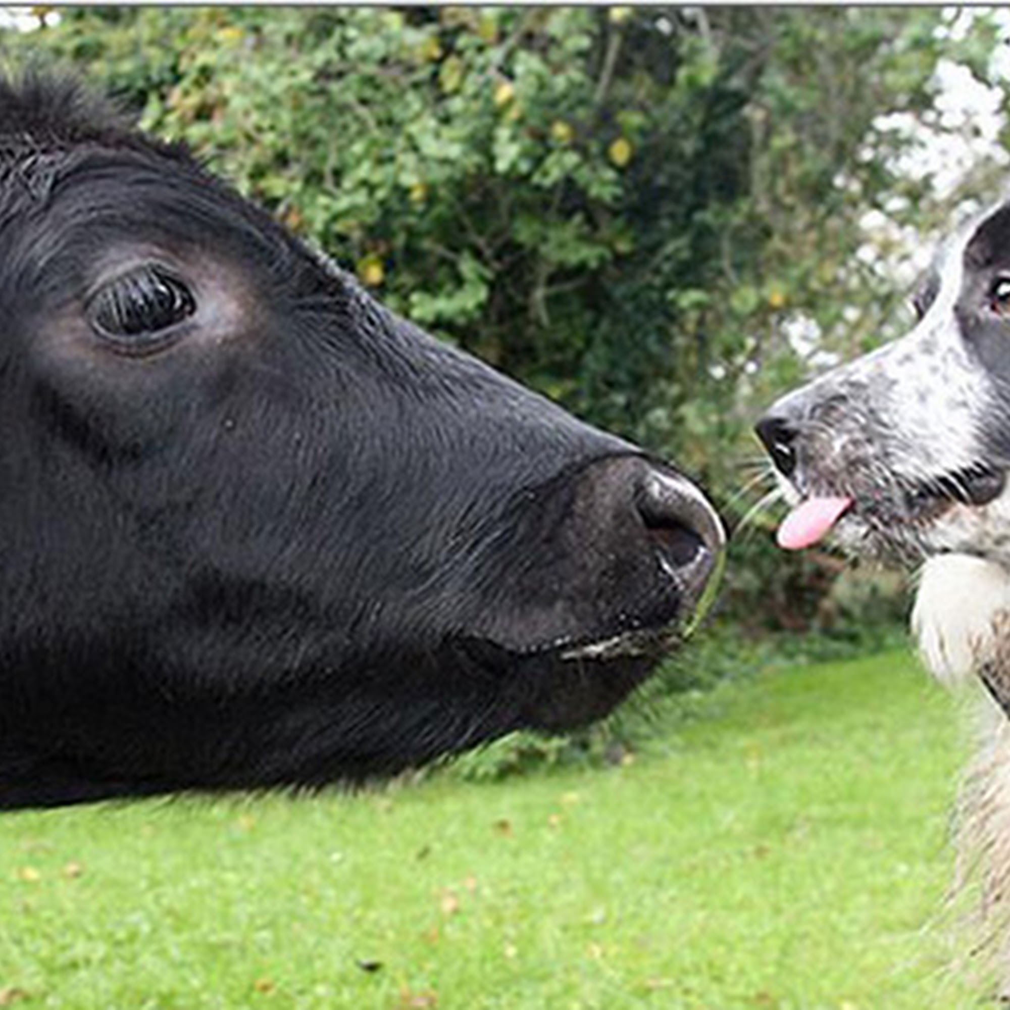 Shuswap Veterinary Clinic Salmon Arm