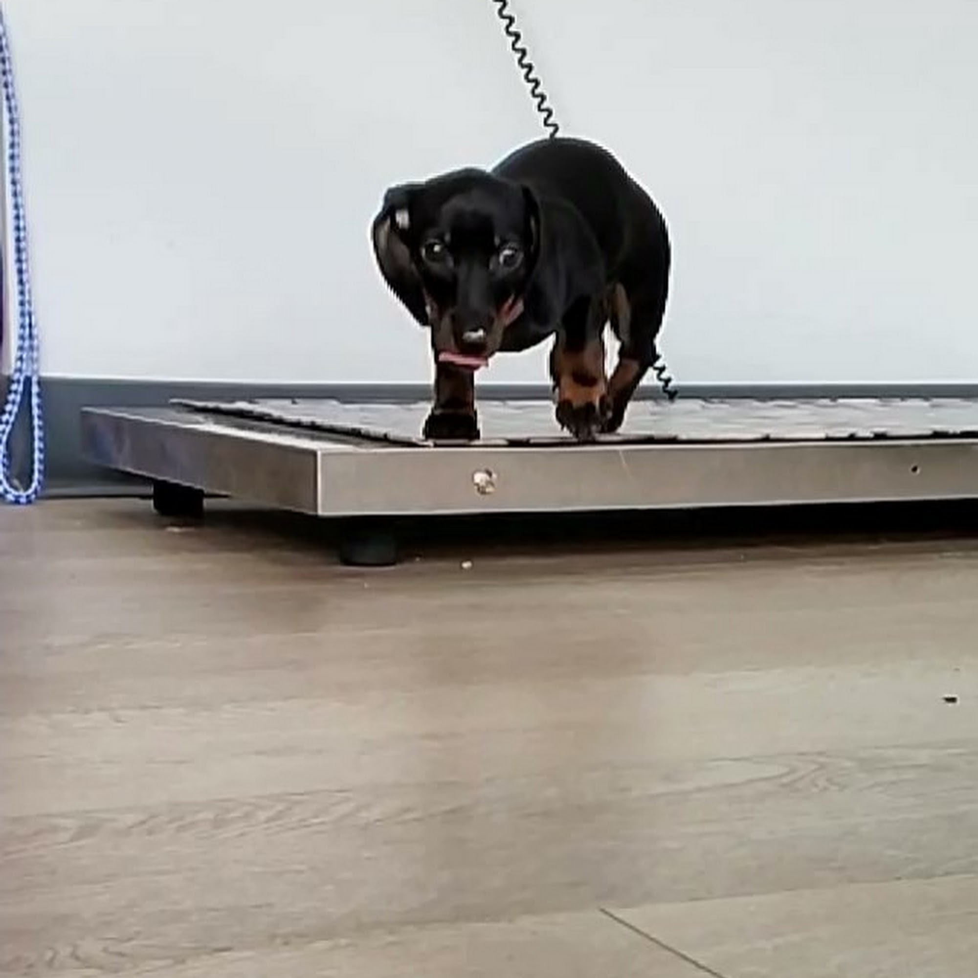 Uptown Animal Hospital Salmon Arm