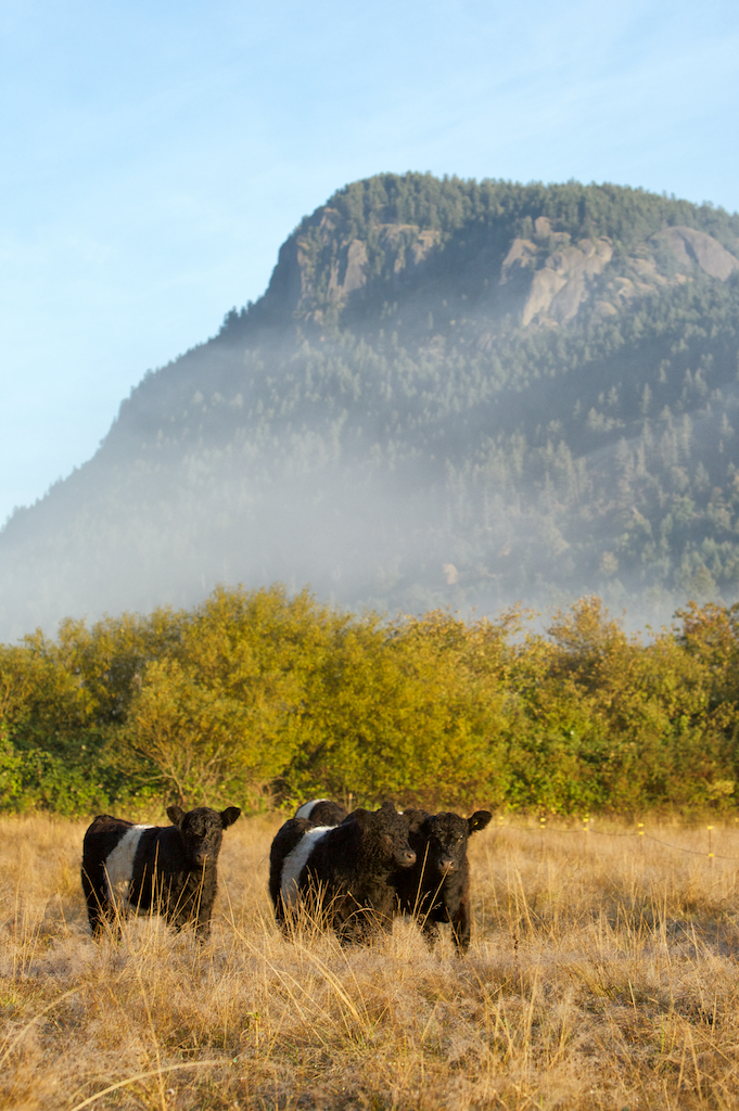 Night Owl Farm Salt Spring Island
