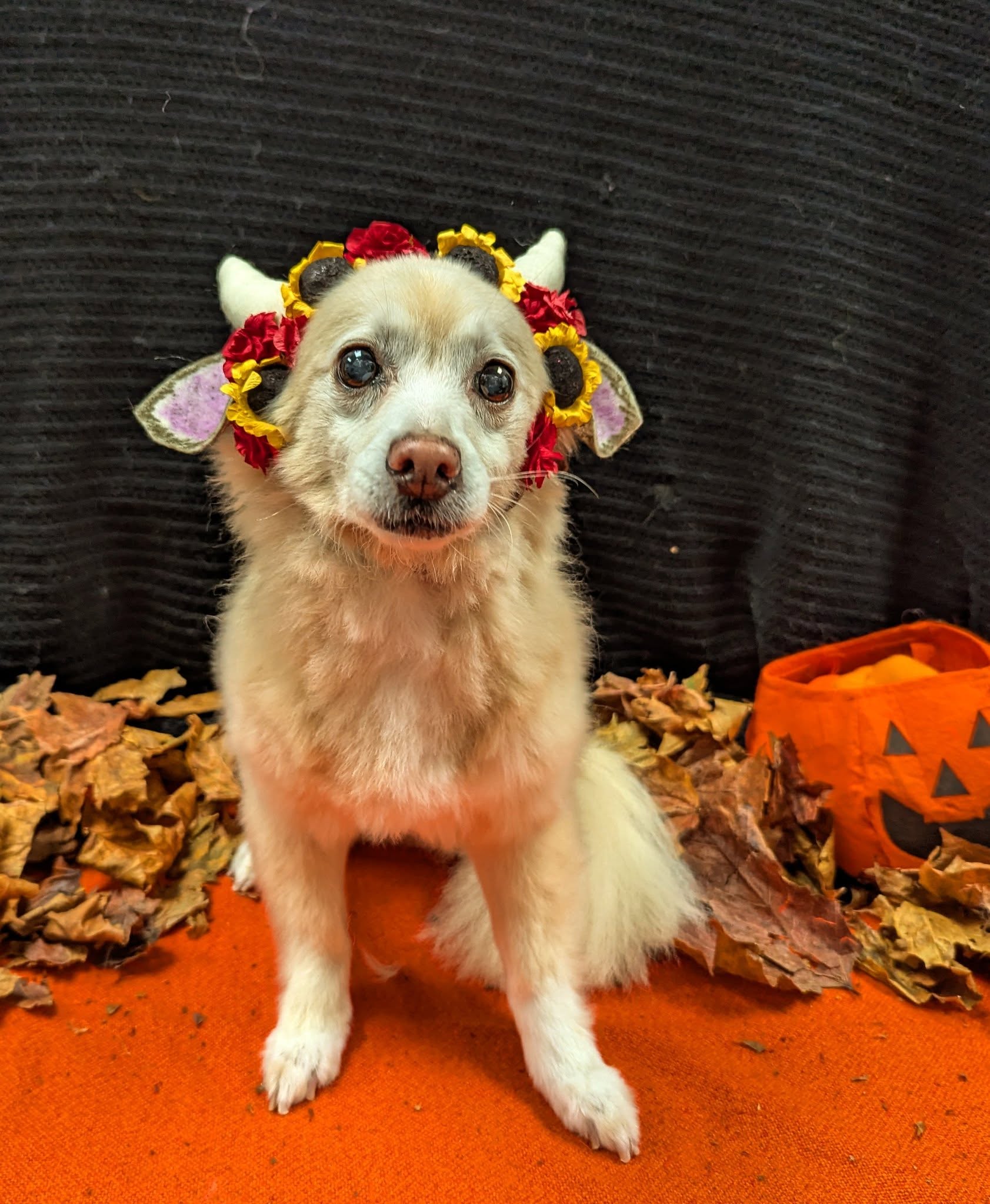 Sechelt Animal Hospital Sechelt