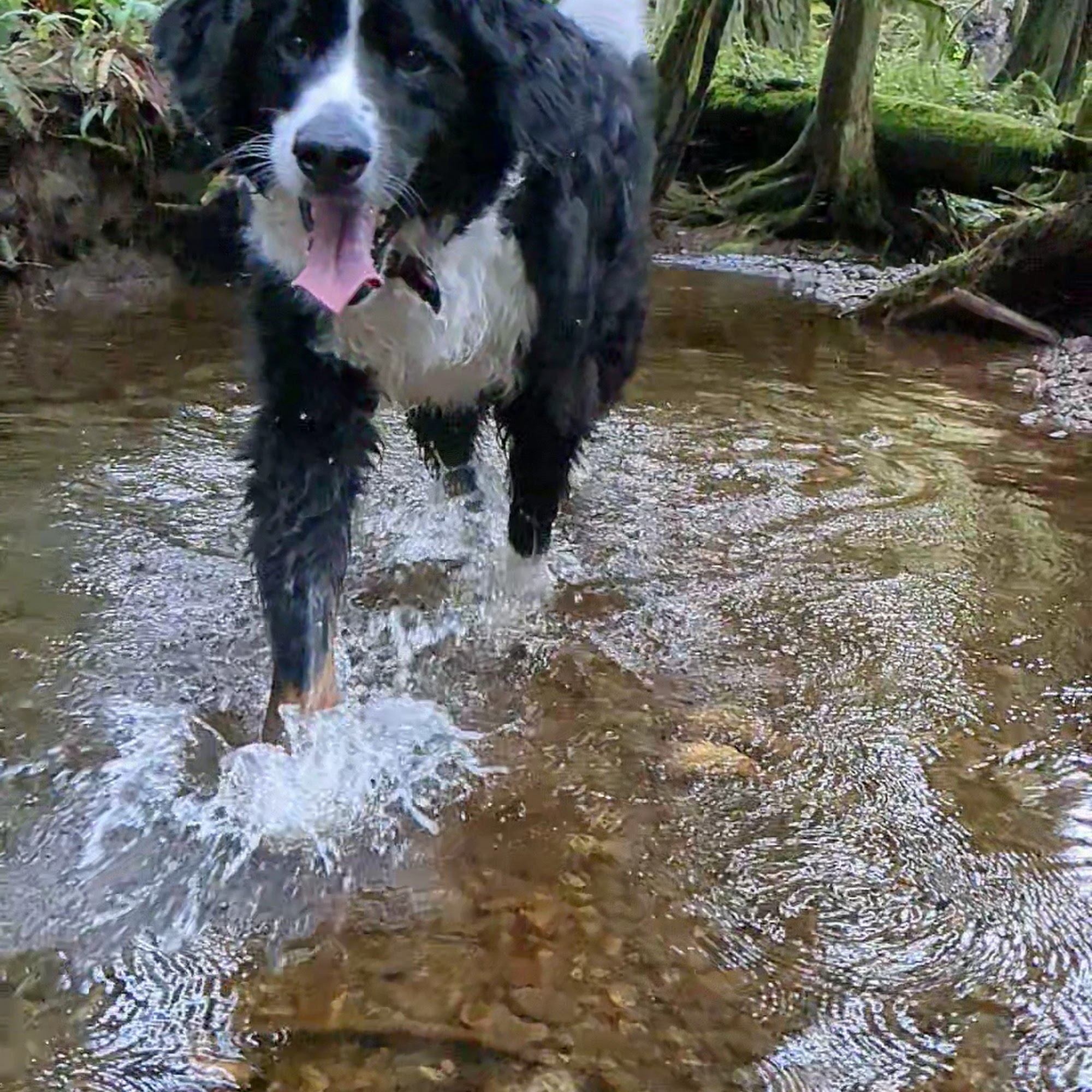 Sechelt Animal Hospital Sechelt