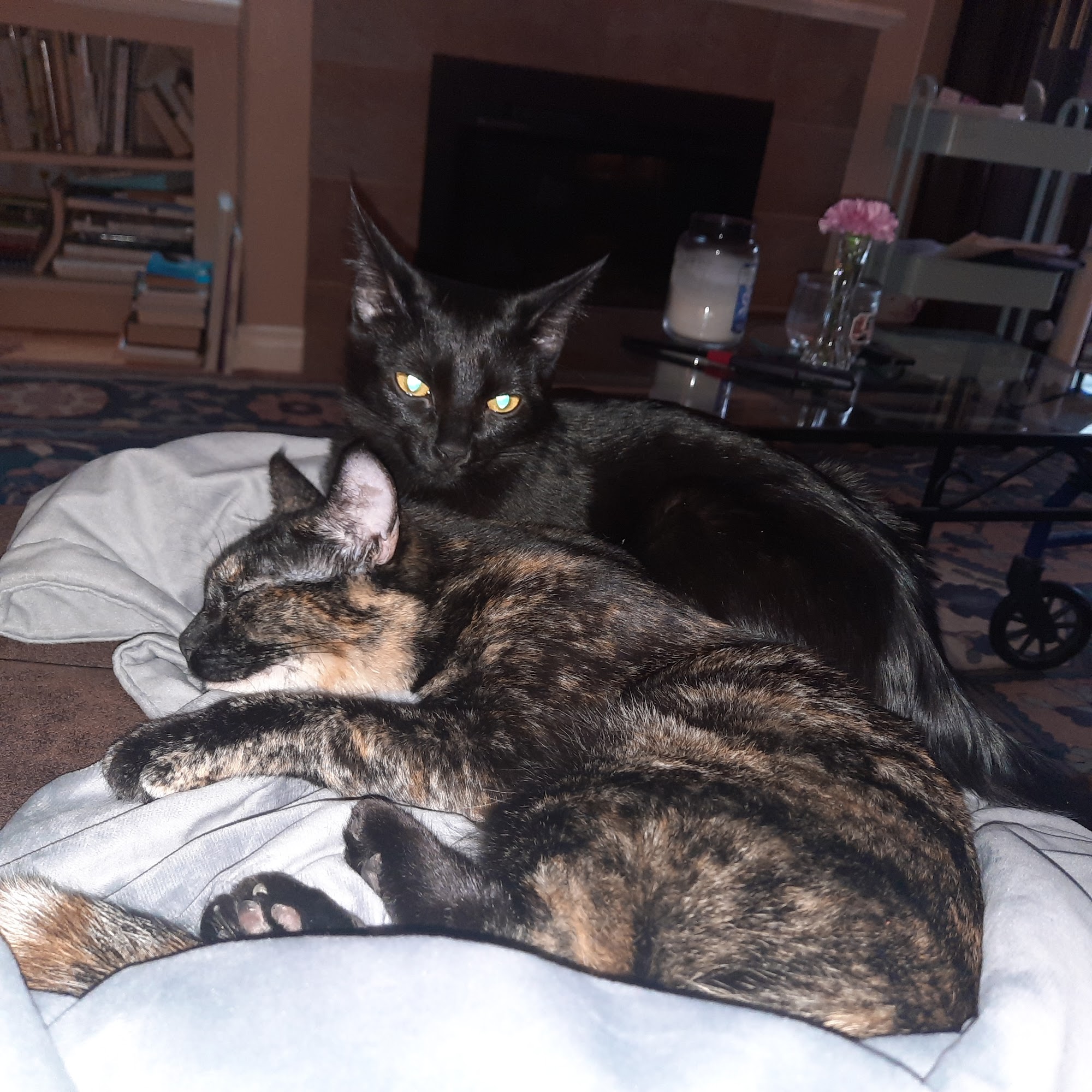 Cat's Cradle Animal Rescue Sidney