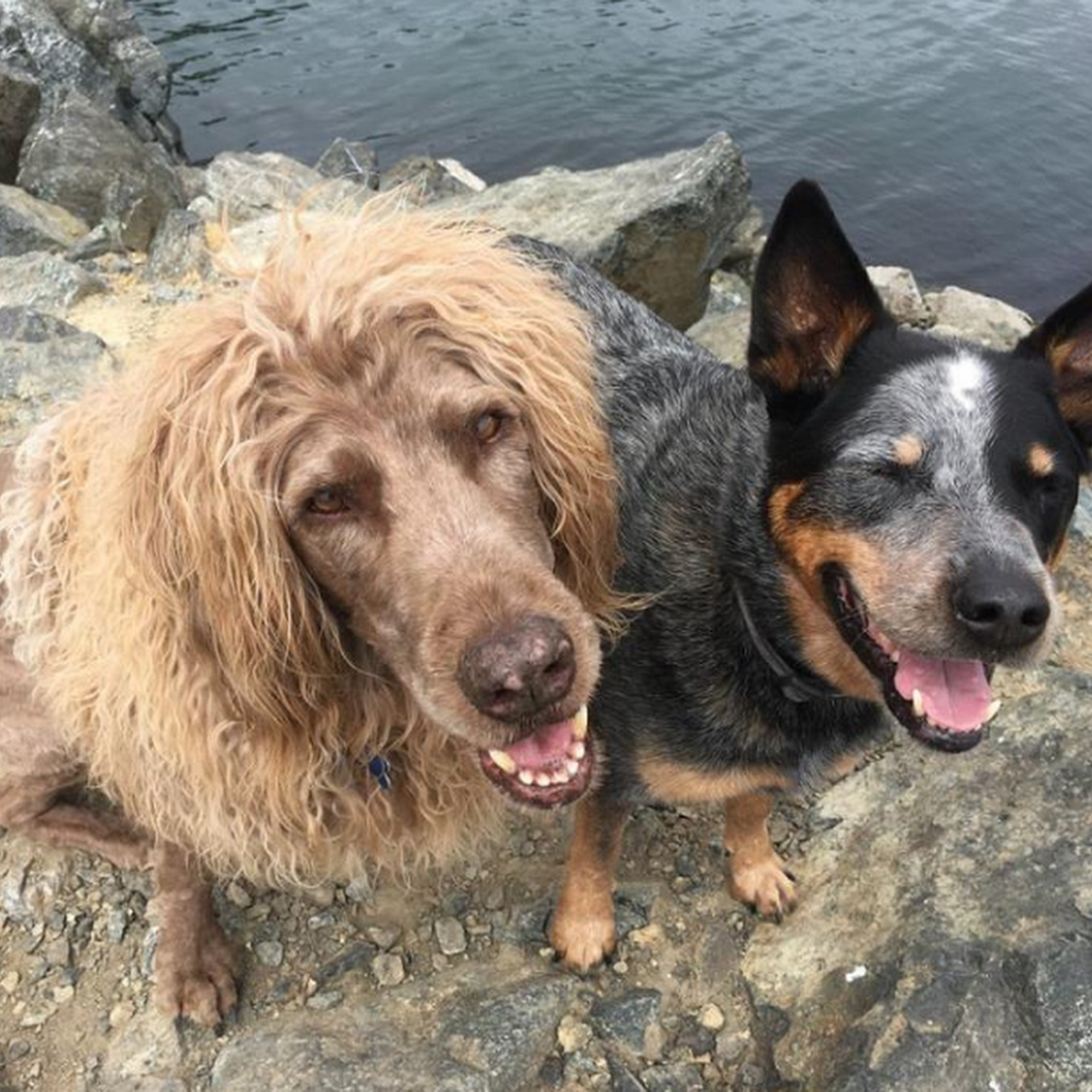 Four Paws Pet Grocery & Boutique - Pet Food and Supplies Sidney BC Sidney