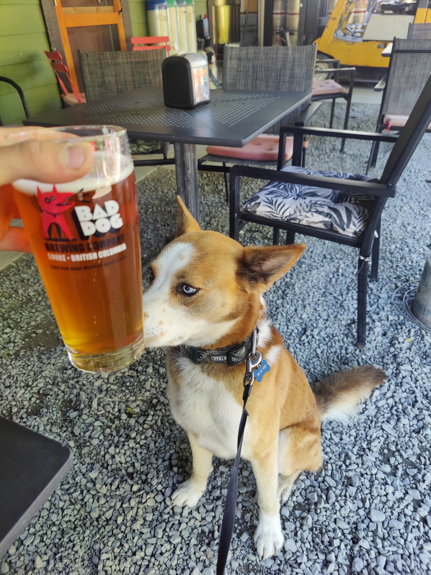 Bad Dog Brewing Company Menu