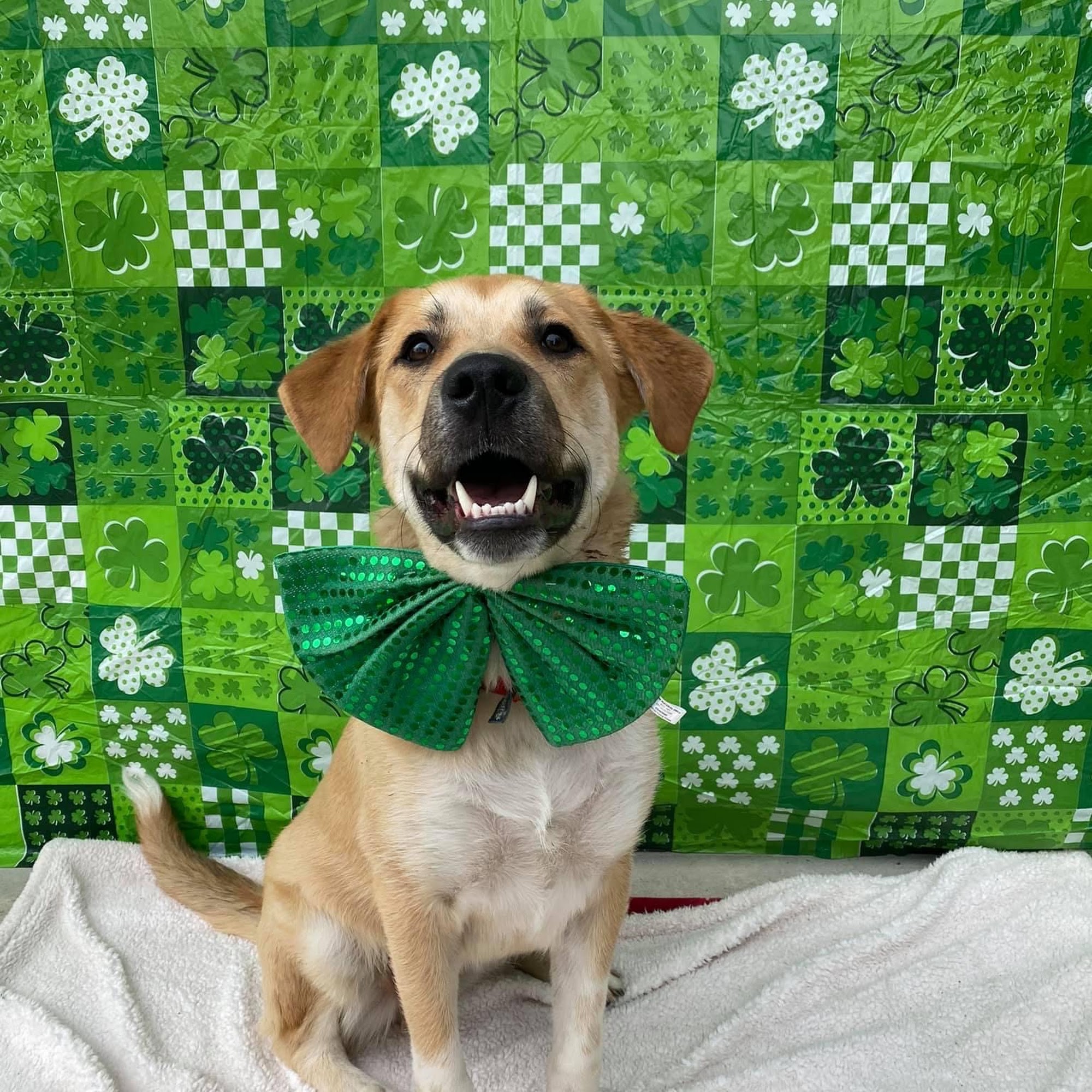 Ruff Stuff Dog Services Squamish