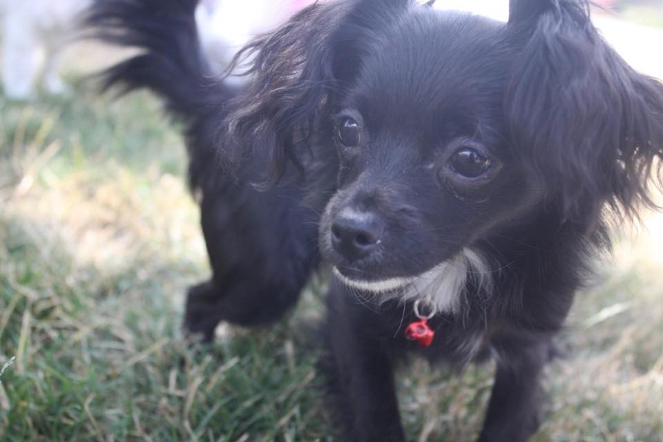 Cloverdale Animal Hospital Surrey