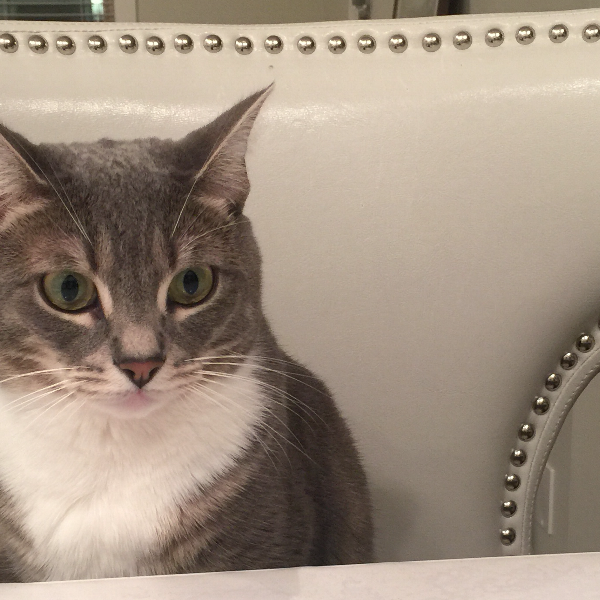 Mother Hubbard's Pet Food Surrey