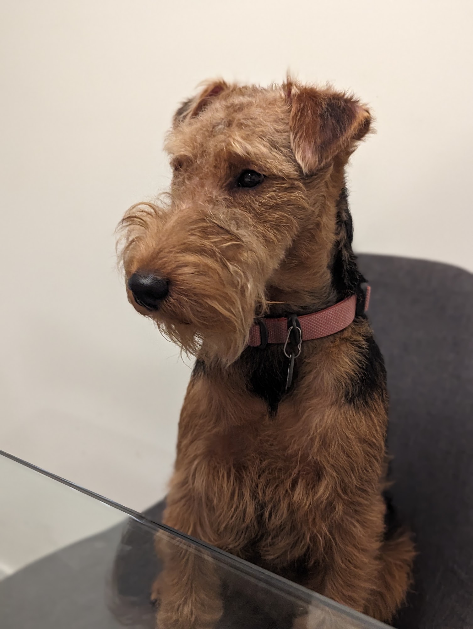 Animal Haven Grooming Surrey