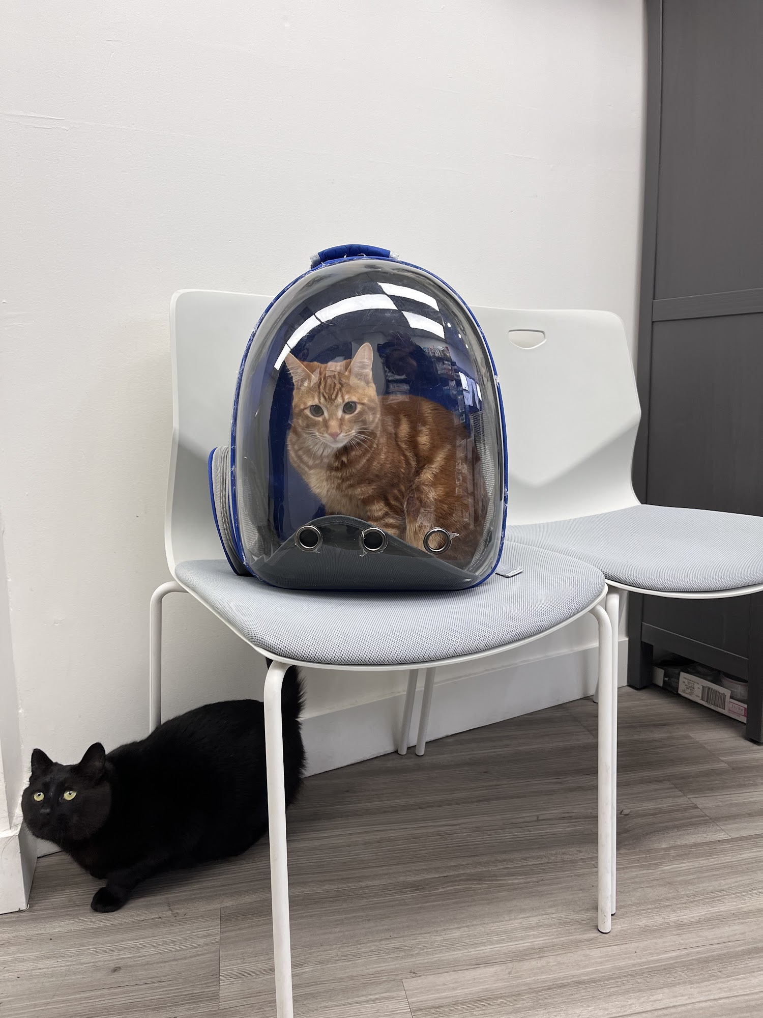 Boundary Bay Veterinary Specialty Hospital Surrey