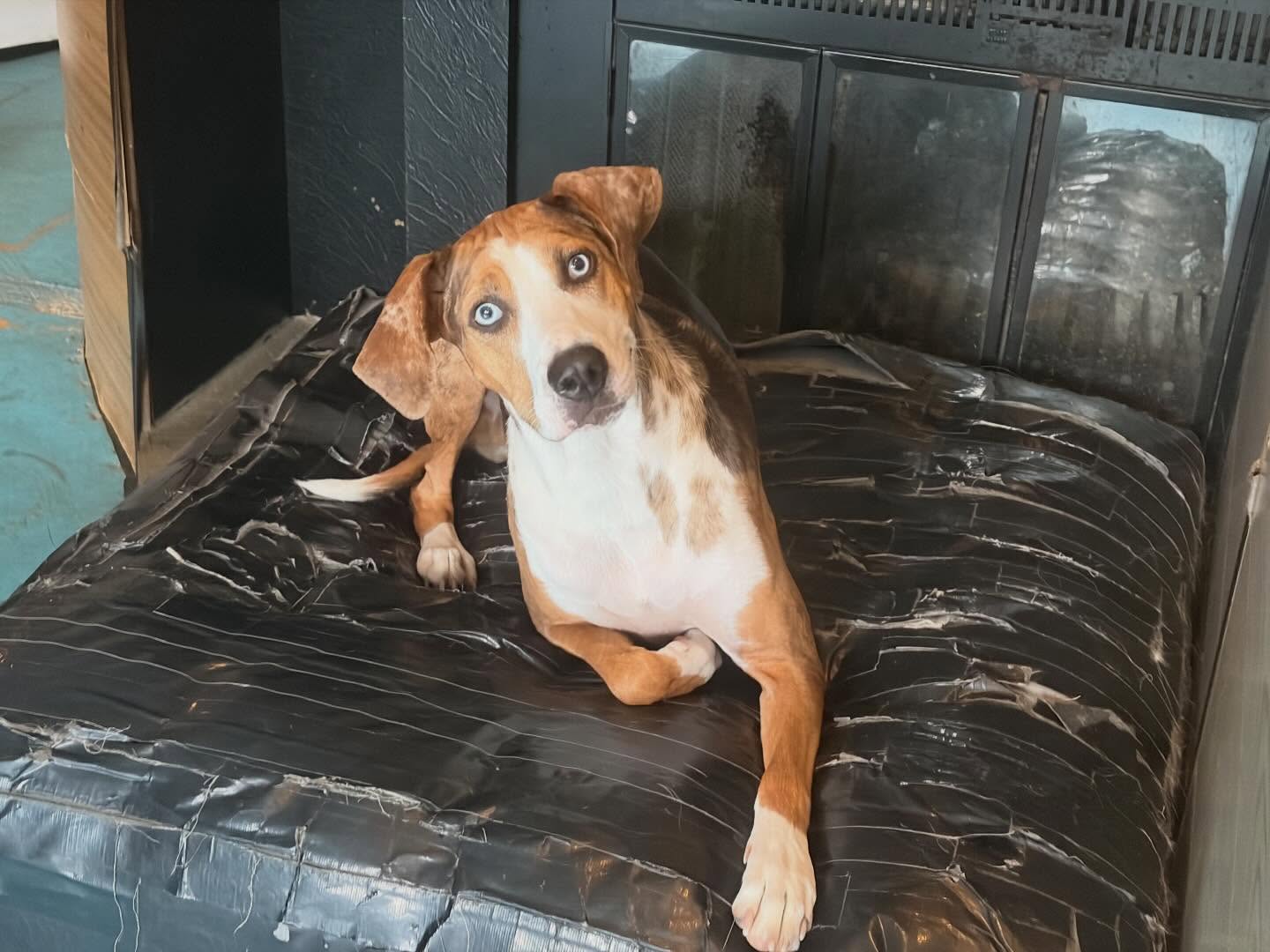 Barks and Recreation Canine Services Surrey