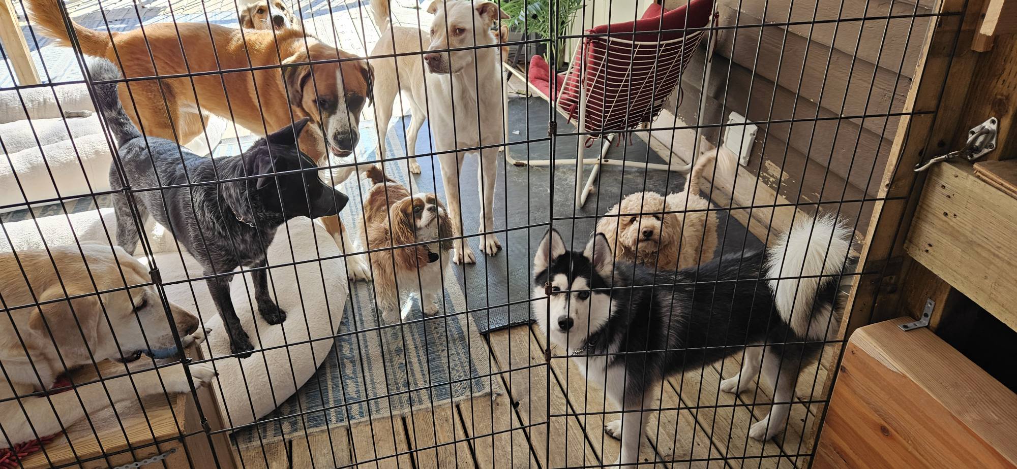 Doggy DooLil Daycare Surrey