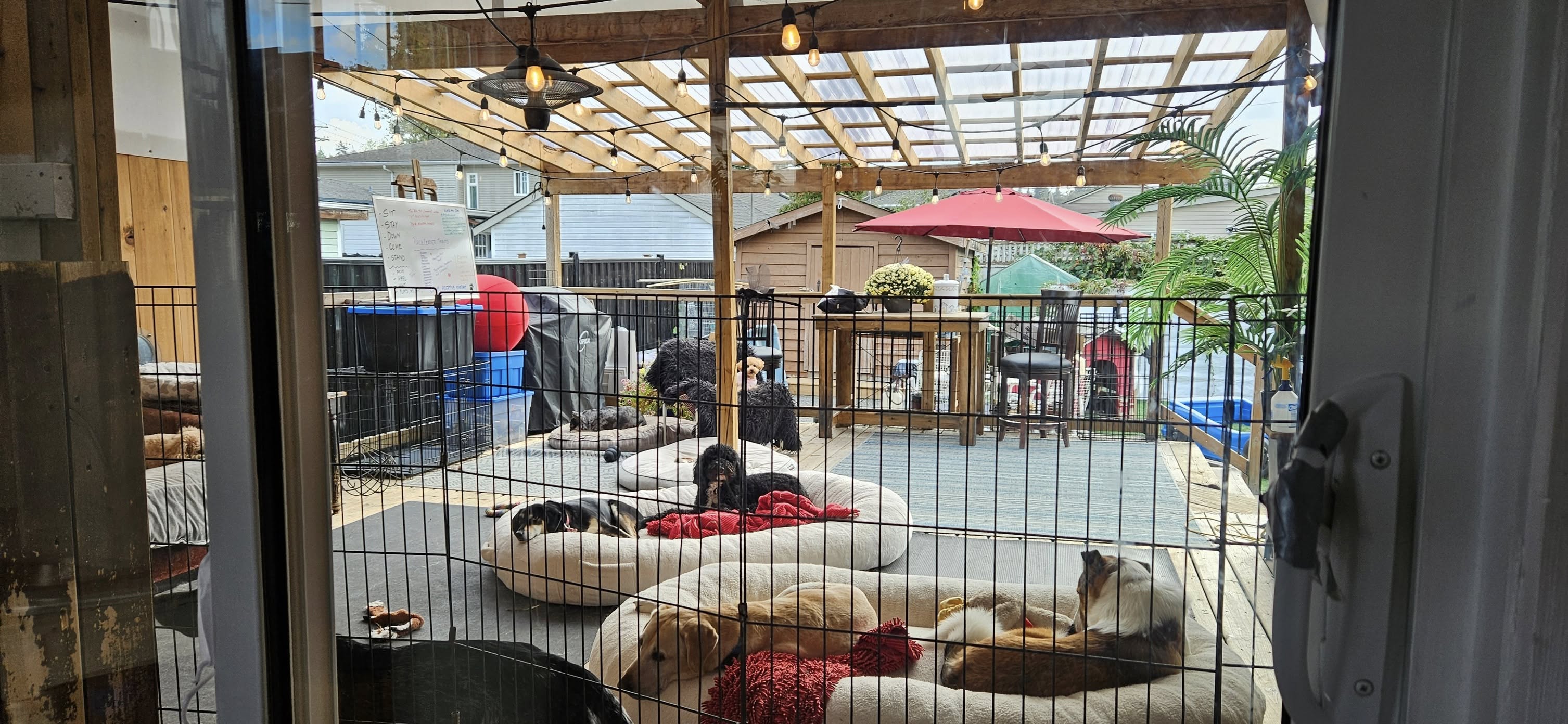 Doggy DooLil Daycare Surrey