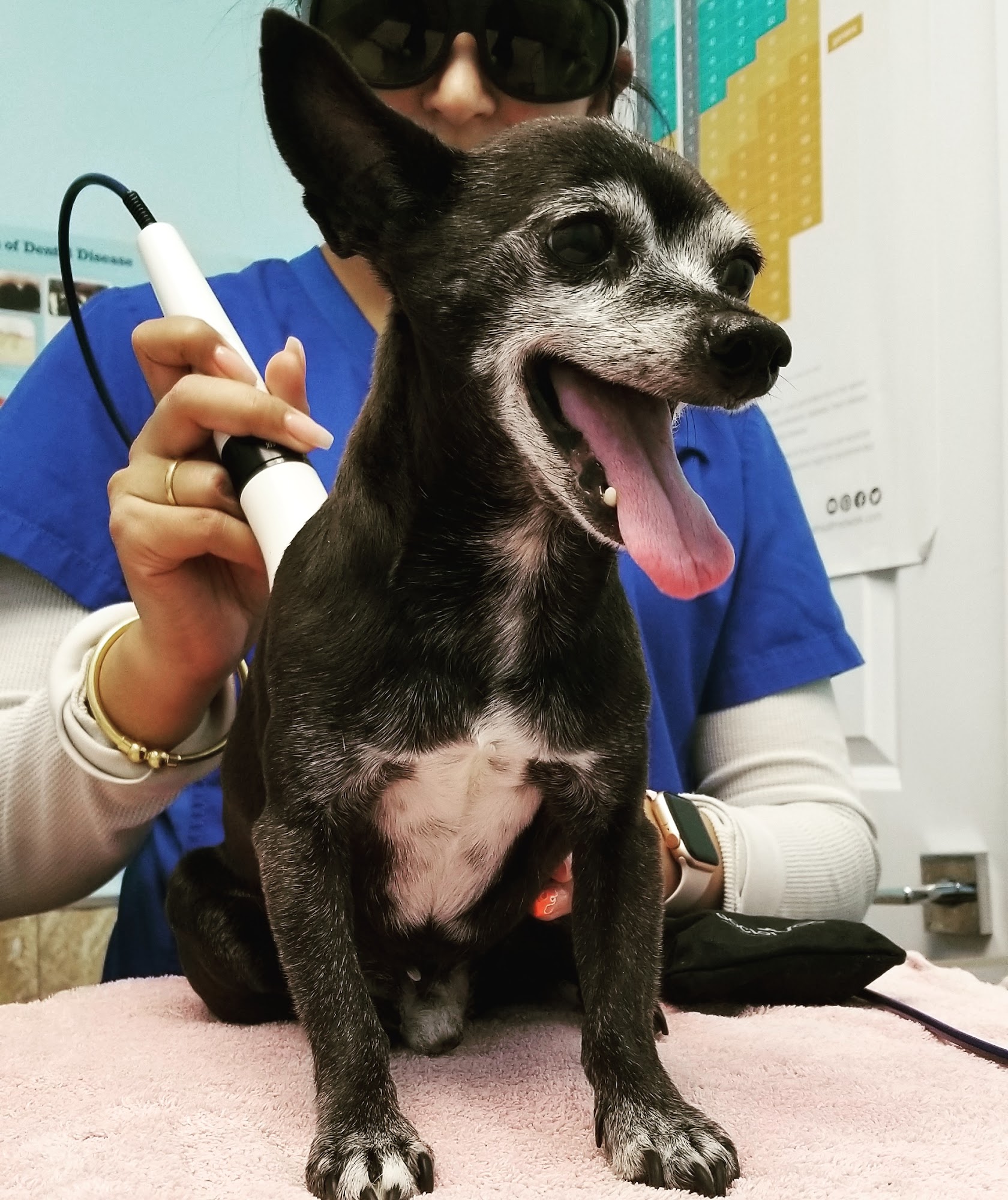 Avon Animal Hospital Surrey