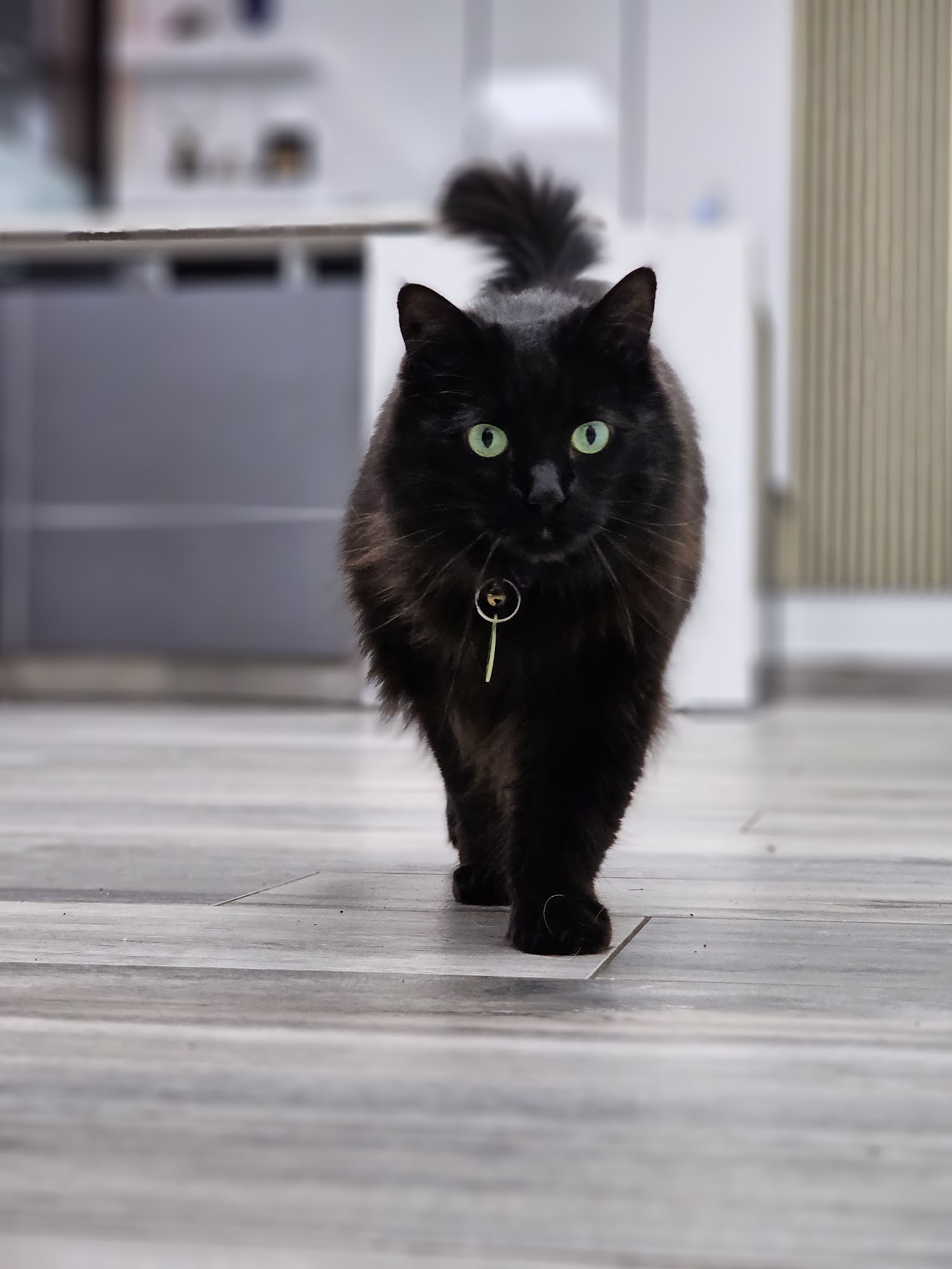 Mainland Animal Emergency Clinic Surrey Surrey