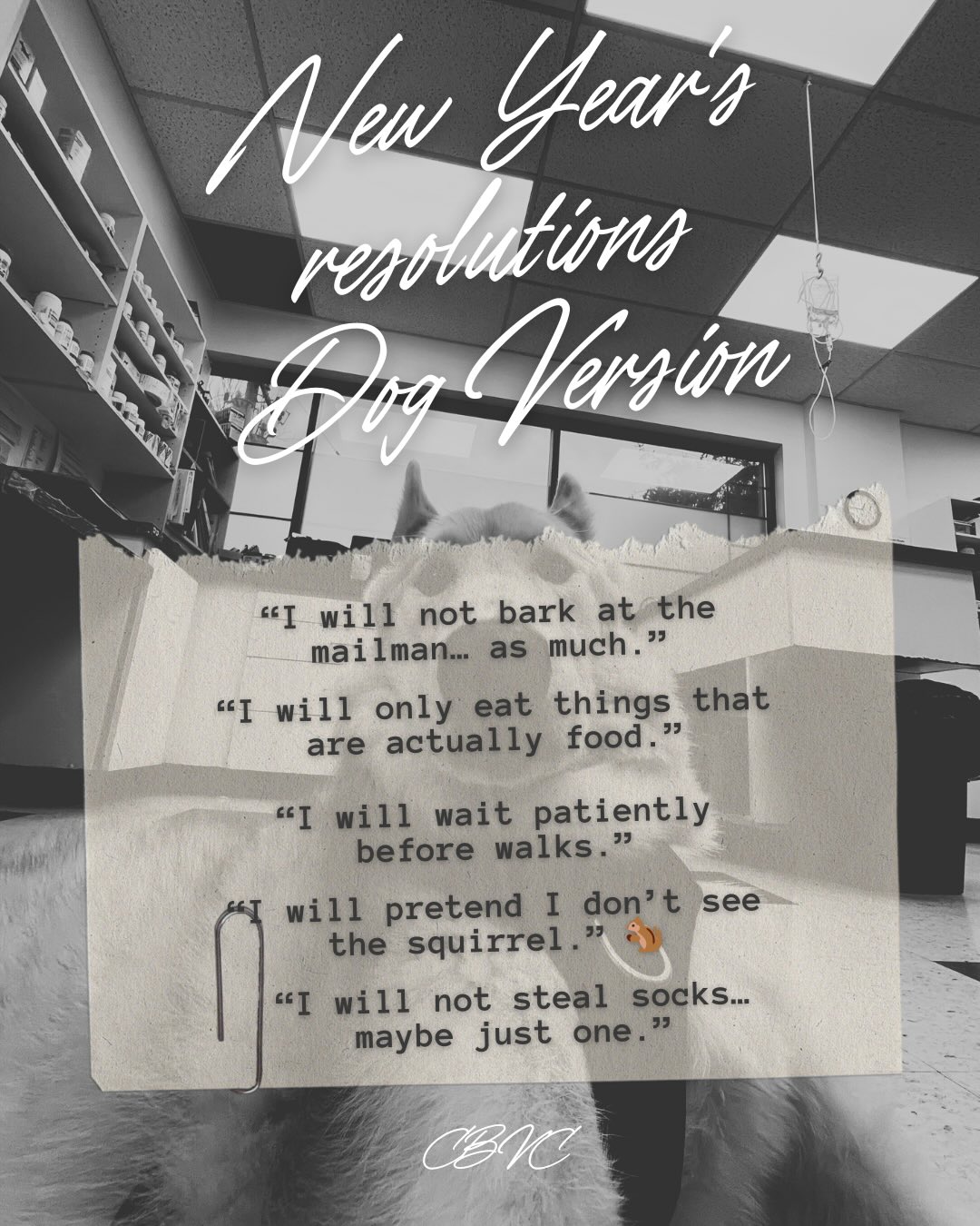 Crescent Beach Veterinary Clinic Surrey