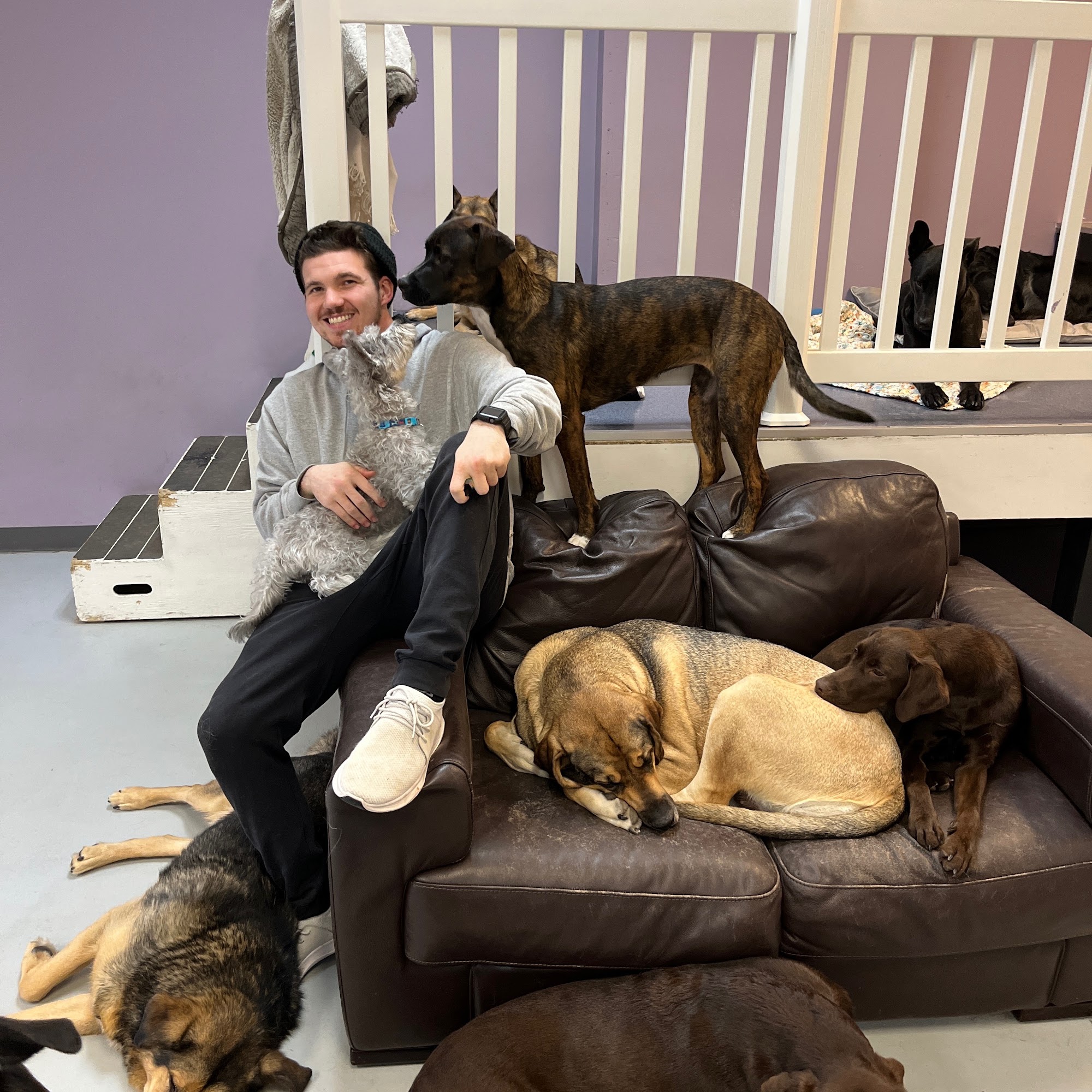 Paws to Play Day Centre for Dogs Surrey