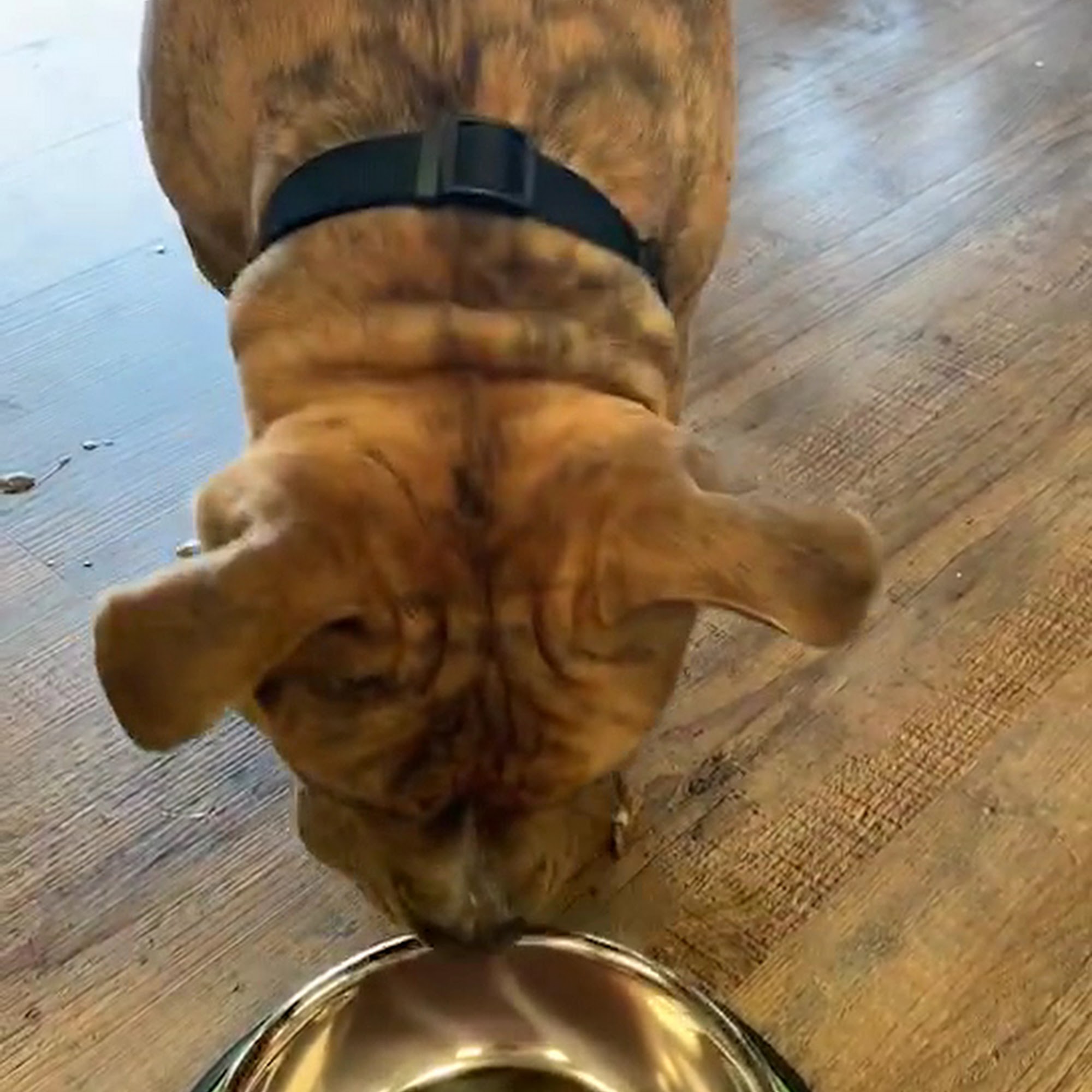 Orico Pet Supply Surrey