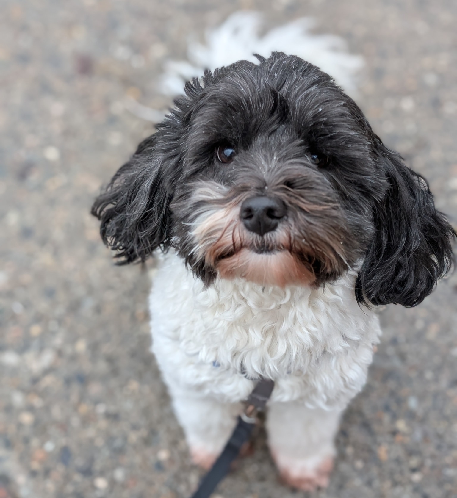 Barks and Recreation Pet Services Inc. Trail