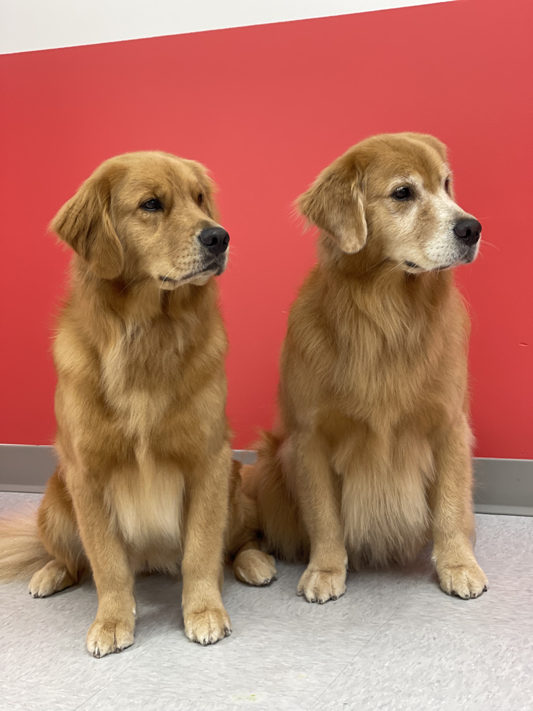 STANLEY BARK - Grooming Daycare Home Board No Sedation Dog Teeth Cleaning Vancouver