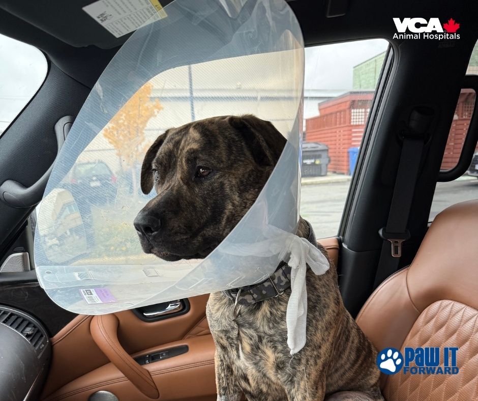 Yaletown Pet Hospital Vancouver