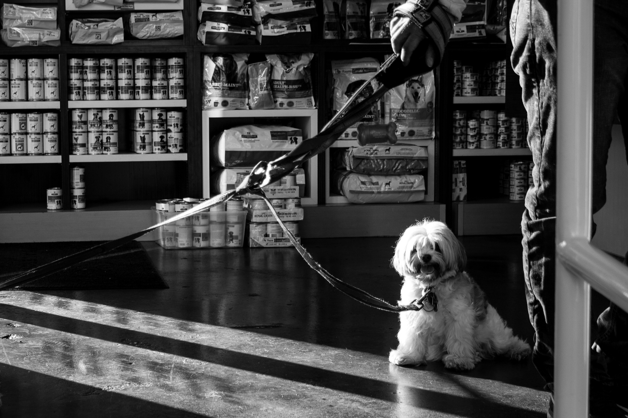 Yaletown Pet Hospital Vancouver