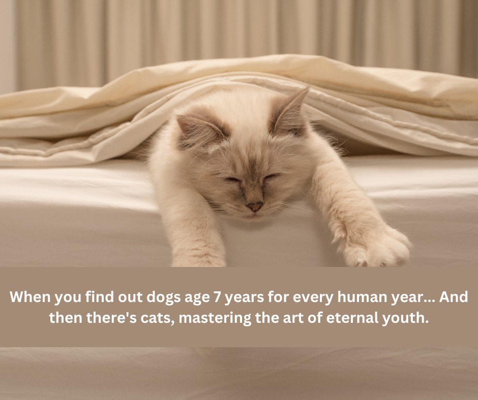 Urban Animal Hospital Vancouver