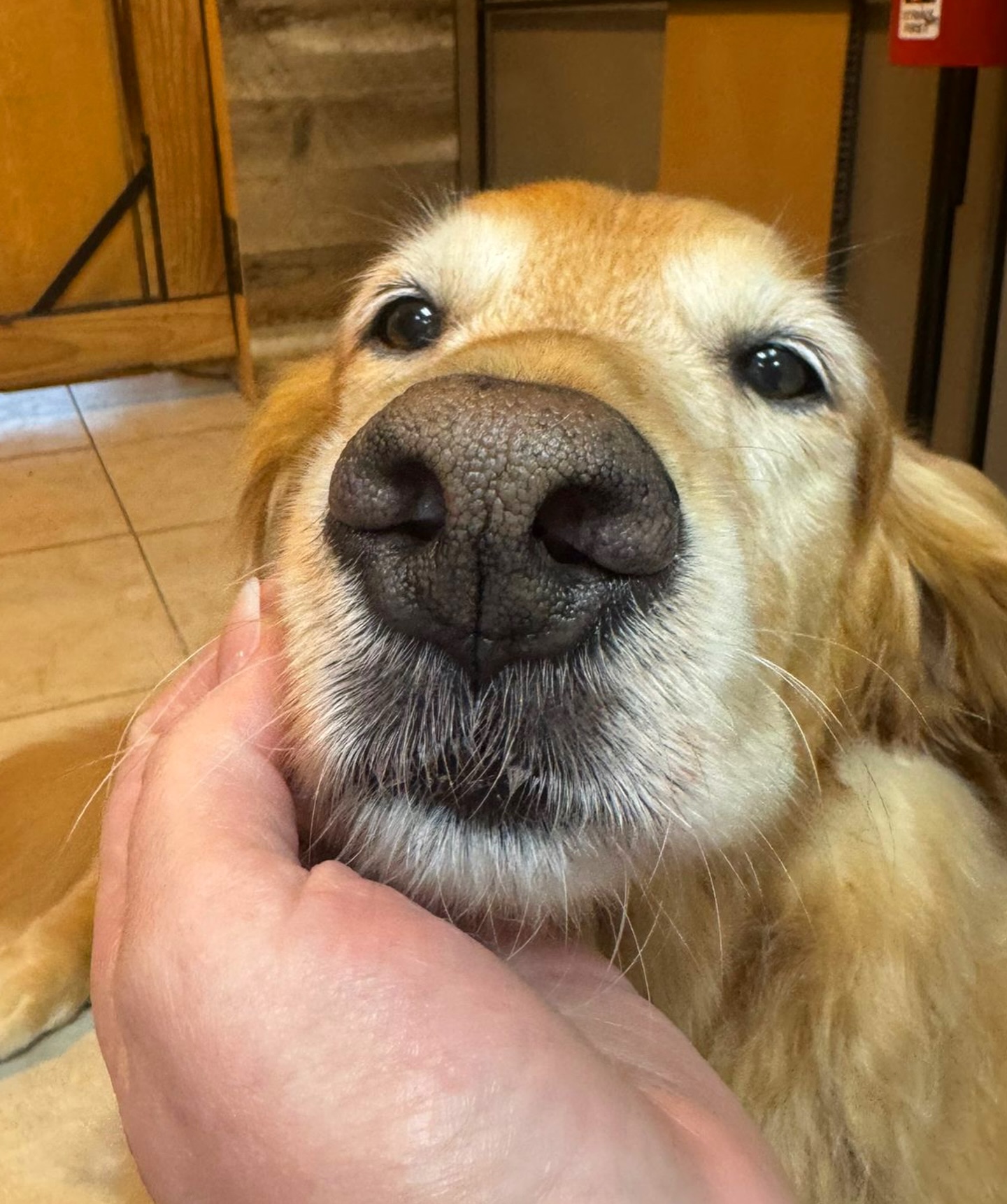 Dharma Dog Services Vancouver