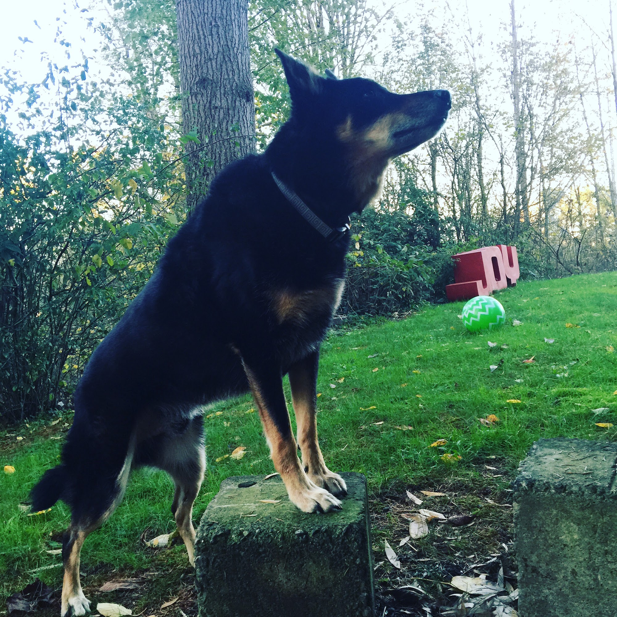 Dharma Dog Services Vancouver