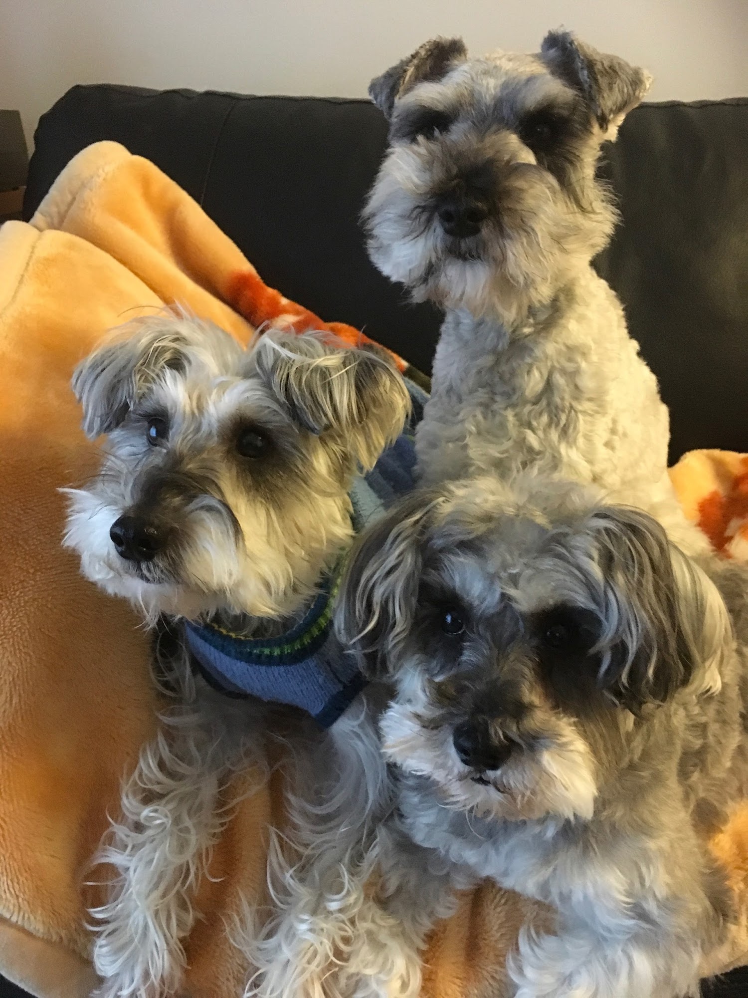 Groom House Daycare & Pet Salon Vancouver