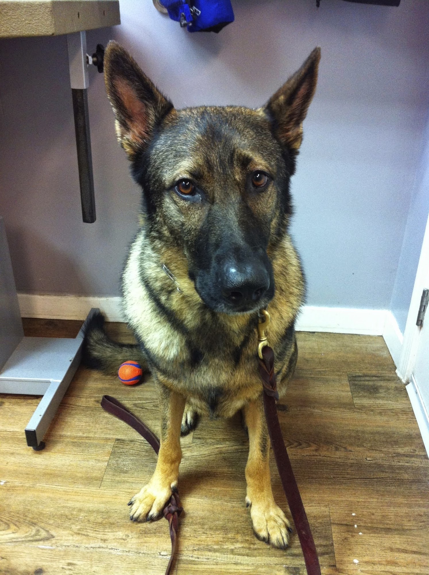 Woof! Dog Shoppe (KITSILANO) Vancouver