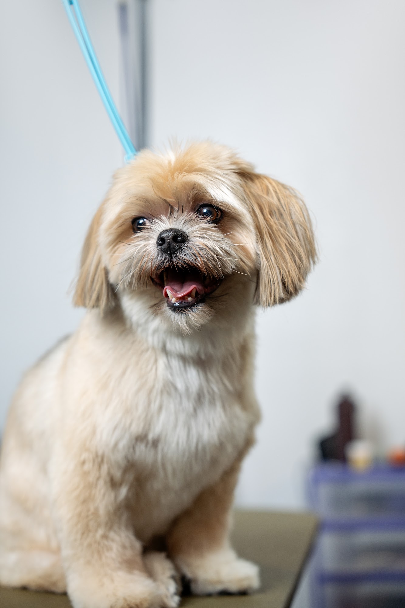 Ball and Biscuit Grooming Vancouver