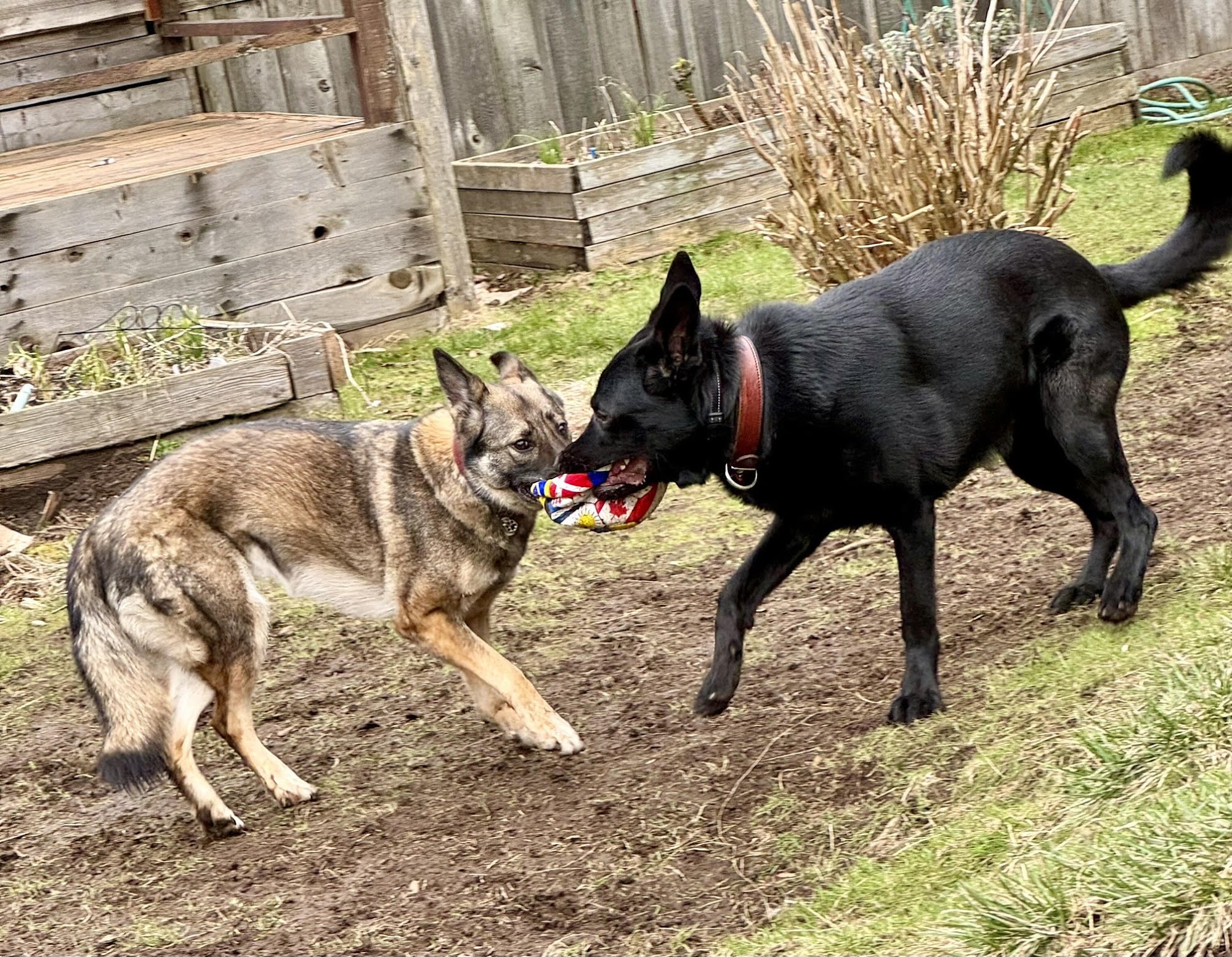 Granville Island Veterinary Hospital Vancouver