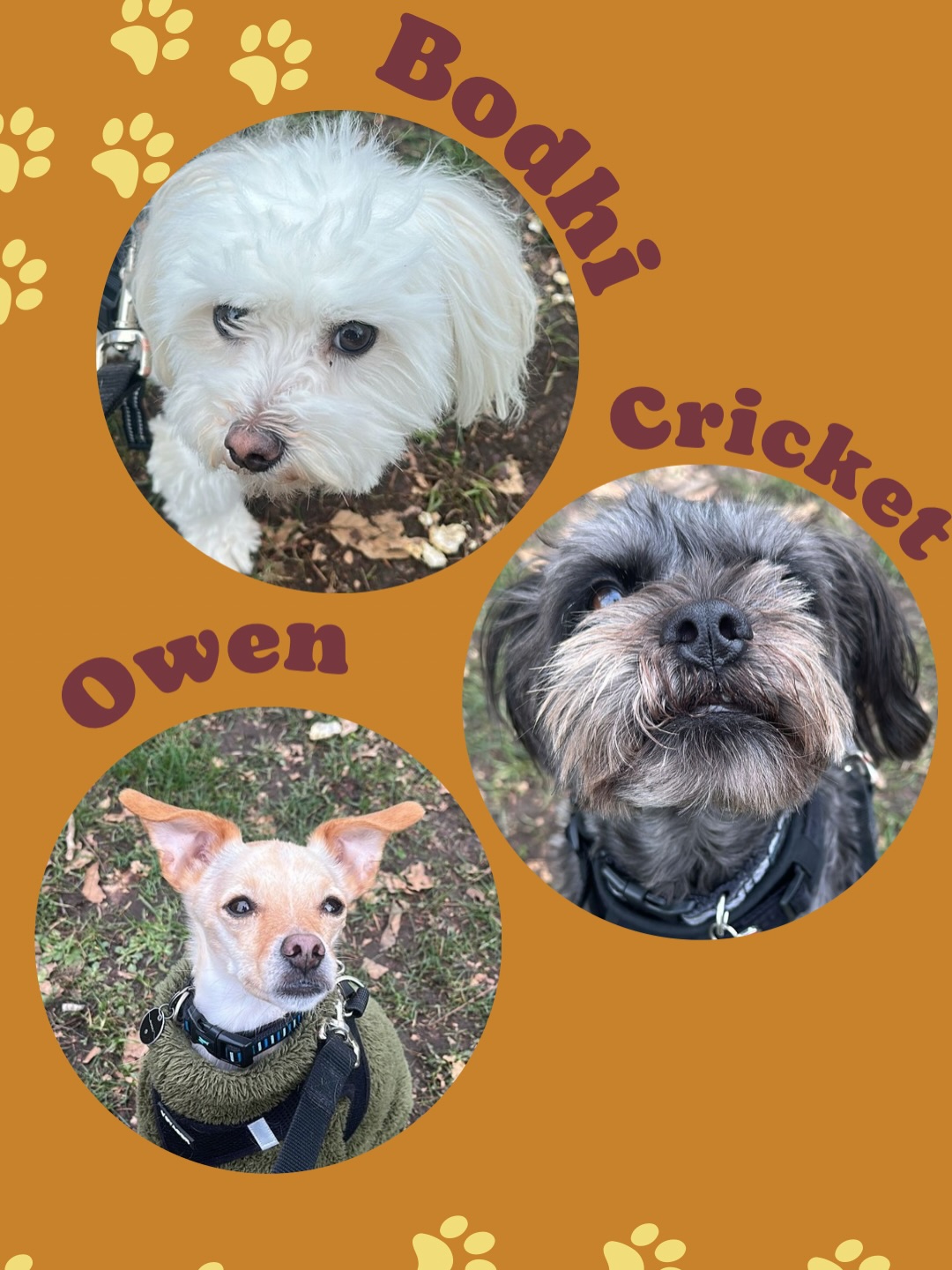 Baby D's Home Vancouver