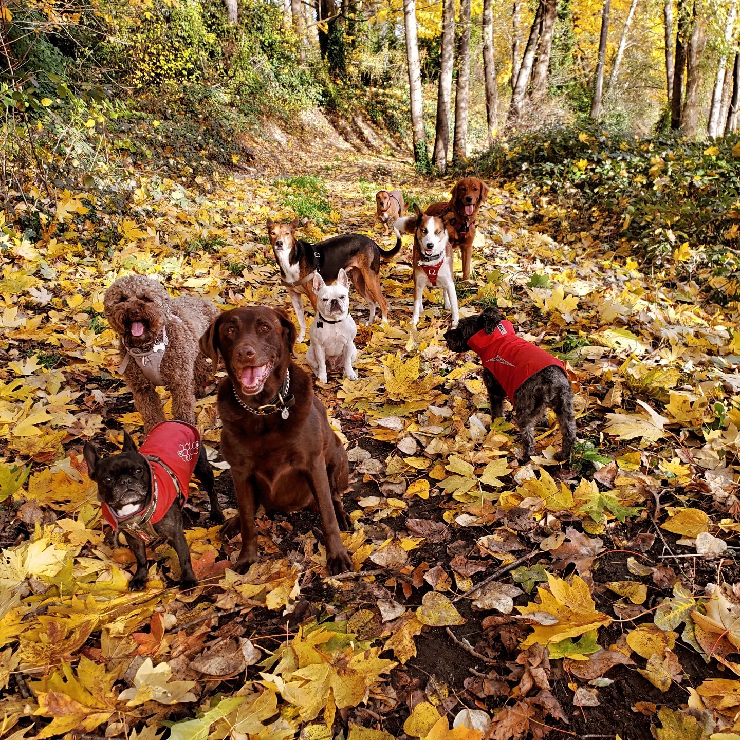 Pawz Unleashed Vancouver