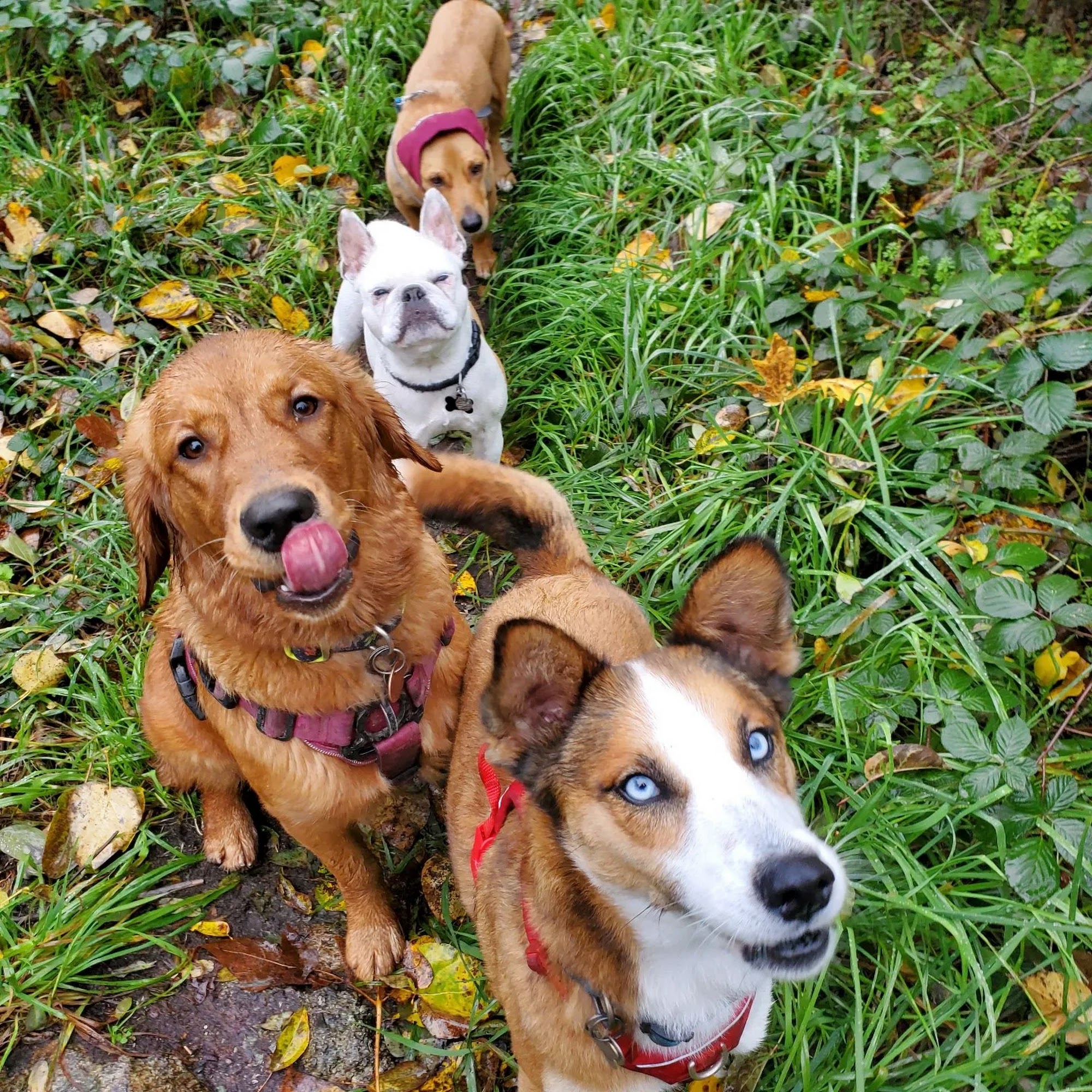 Pawz Unleashed Vancouver