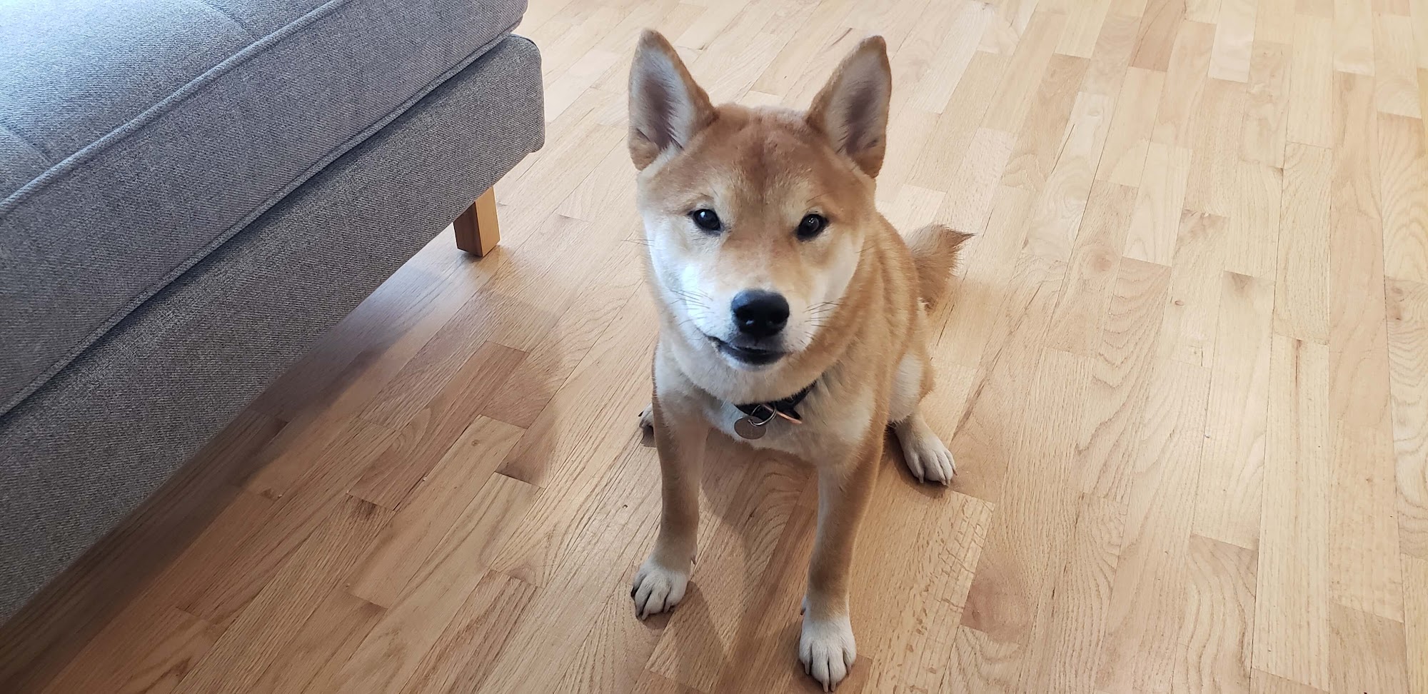 Woof & Purr Pet Services Vancouver